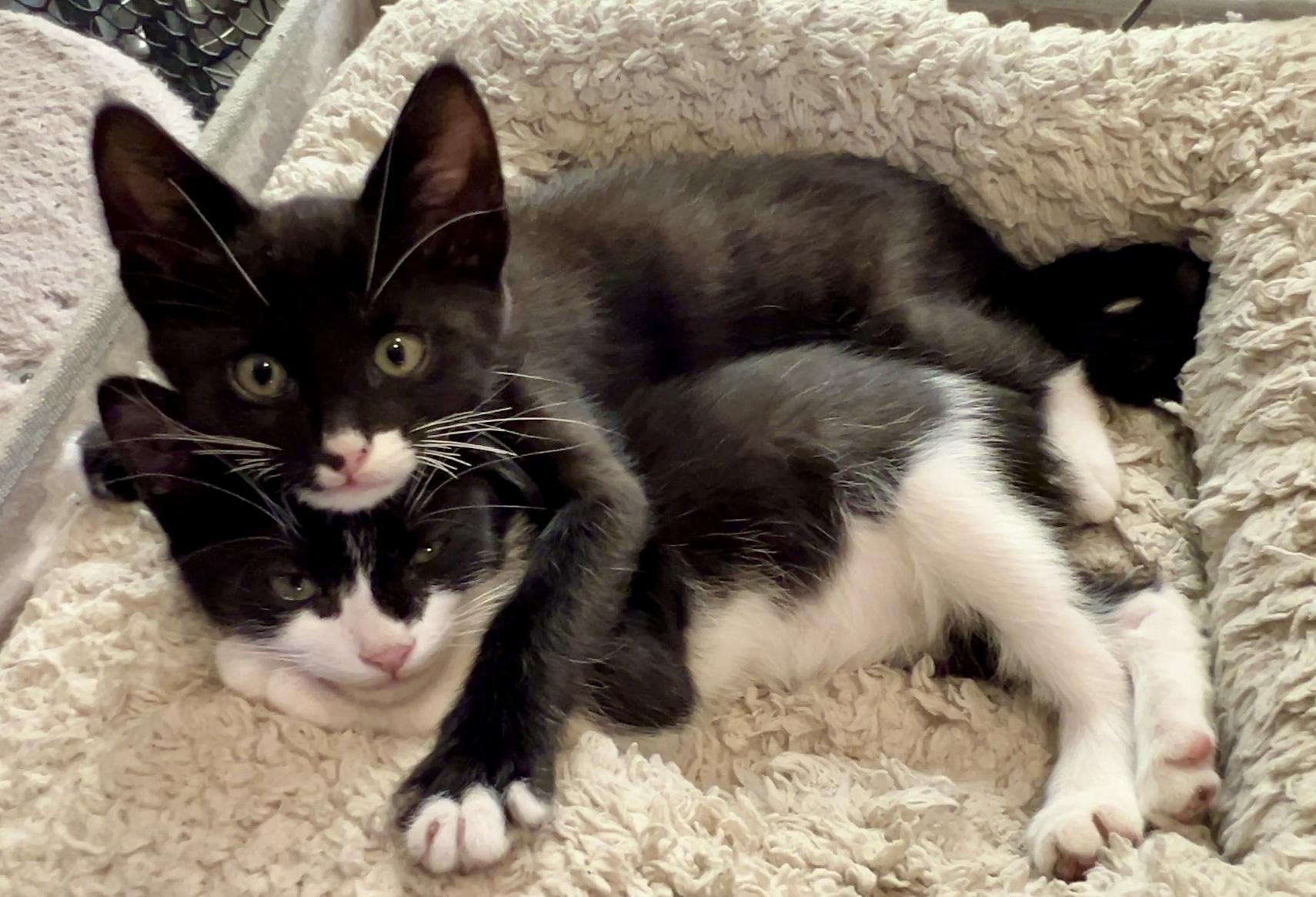 Bruce, ADOPTABLE, Kitten Male Domestic Short Hair.