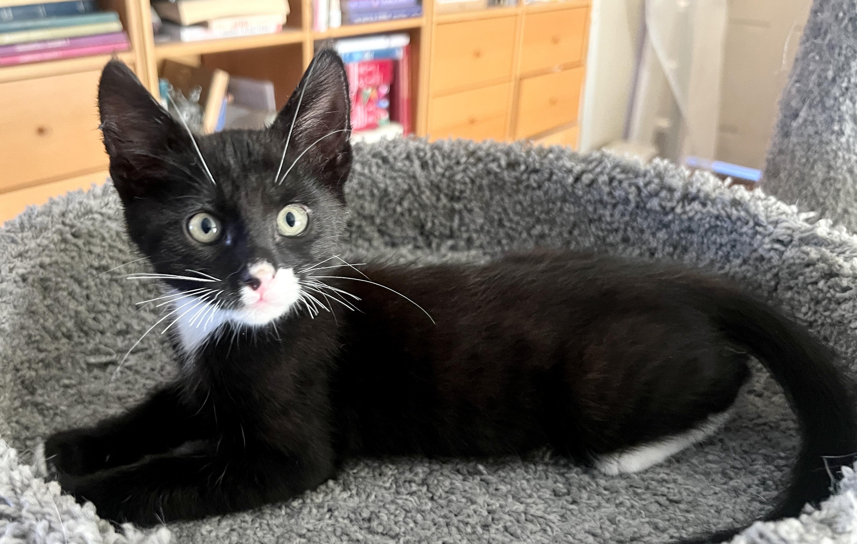 Bruce, a ADOPTABLE Domestic Short Hair in Sherman Oaks, CA image 6/6