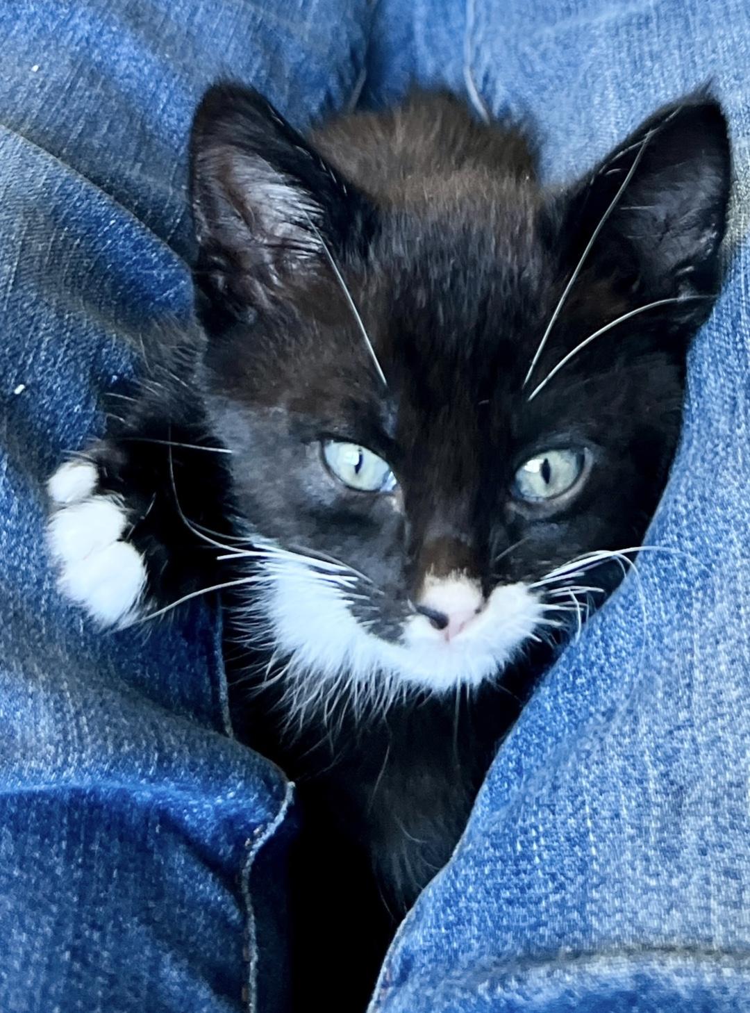 Bruce, a ADOPTABLE Domestic Short Hair in Sherman Oaks, CA image 4/6