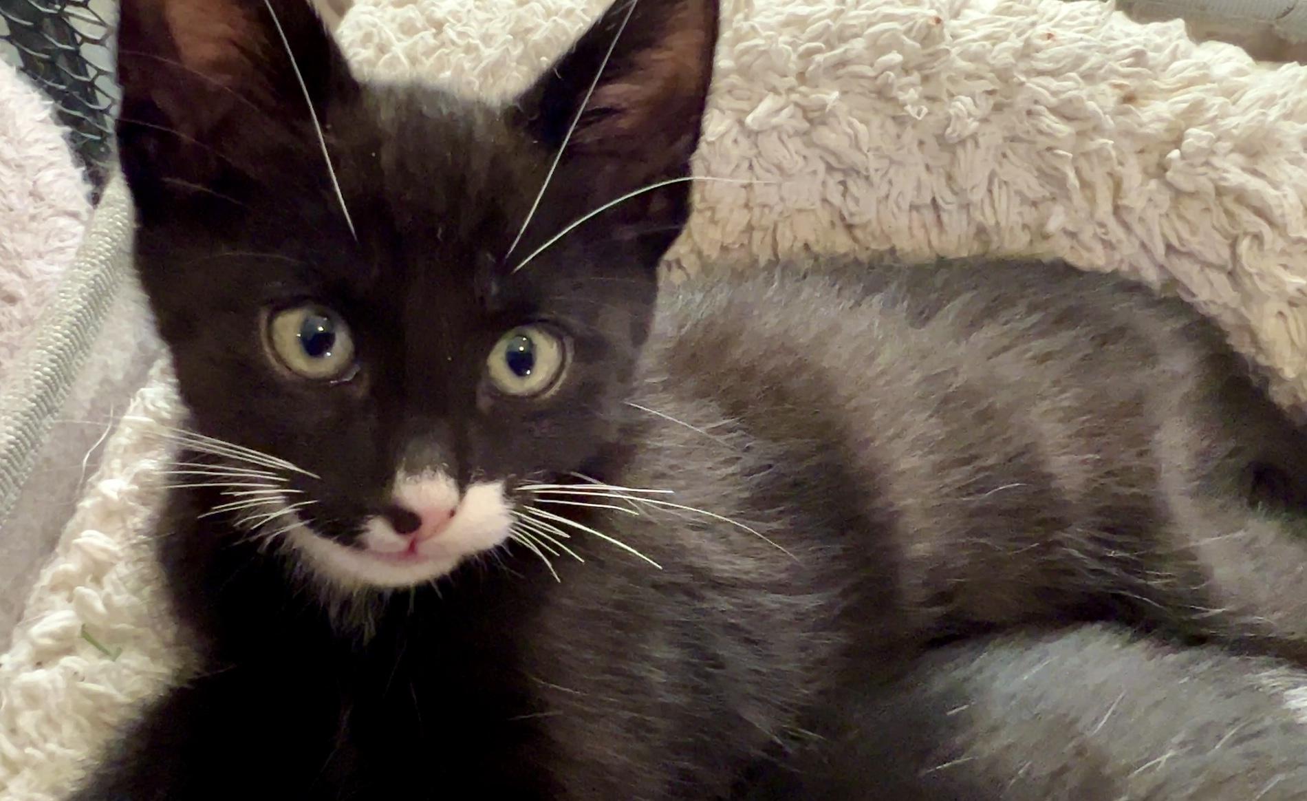 Bruce, a ADOPTABLE Domestic Short Hair in Sherman Oaks, CA image 3/6