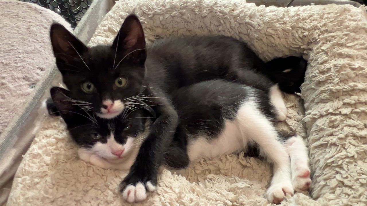 Enlarge Bruce, a ADOPTABLE Domestic Short Hair in Sherman Oaks, CA video 5/6