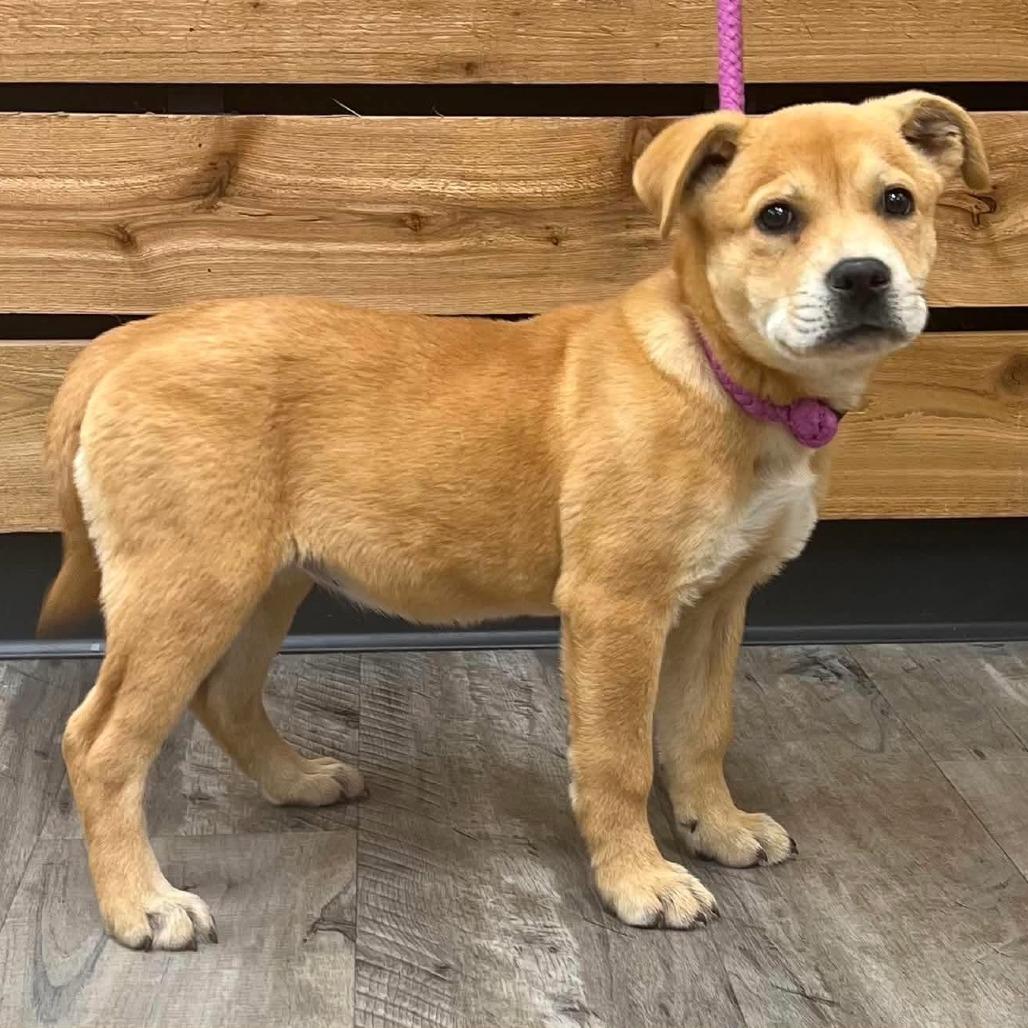 Enlarge Lillian, a Adoptable Carolina Dog in Mount Pleasant, TX image 2/2