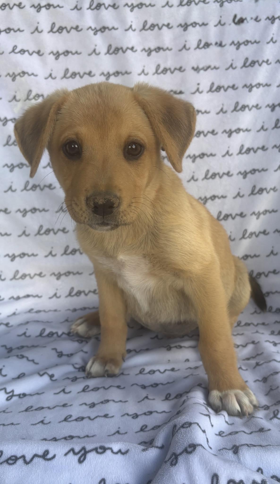 Enlarge Karold, a ADOPTABLE mixed breed in San Tan Valley, AZ image 1/1