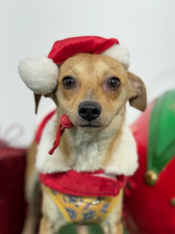 Enlarge Piolin, a Adoptable mixed breed in Petaluma, CA image 1/1