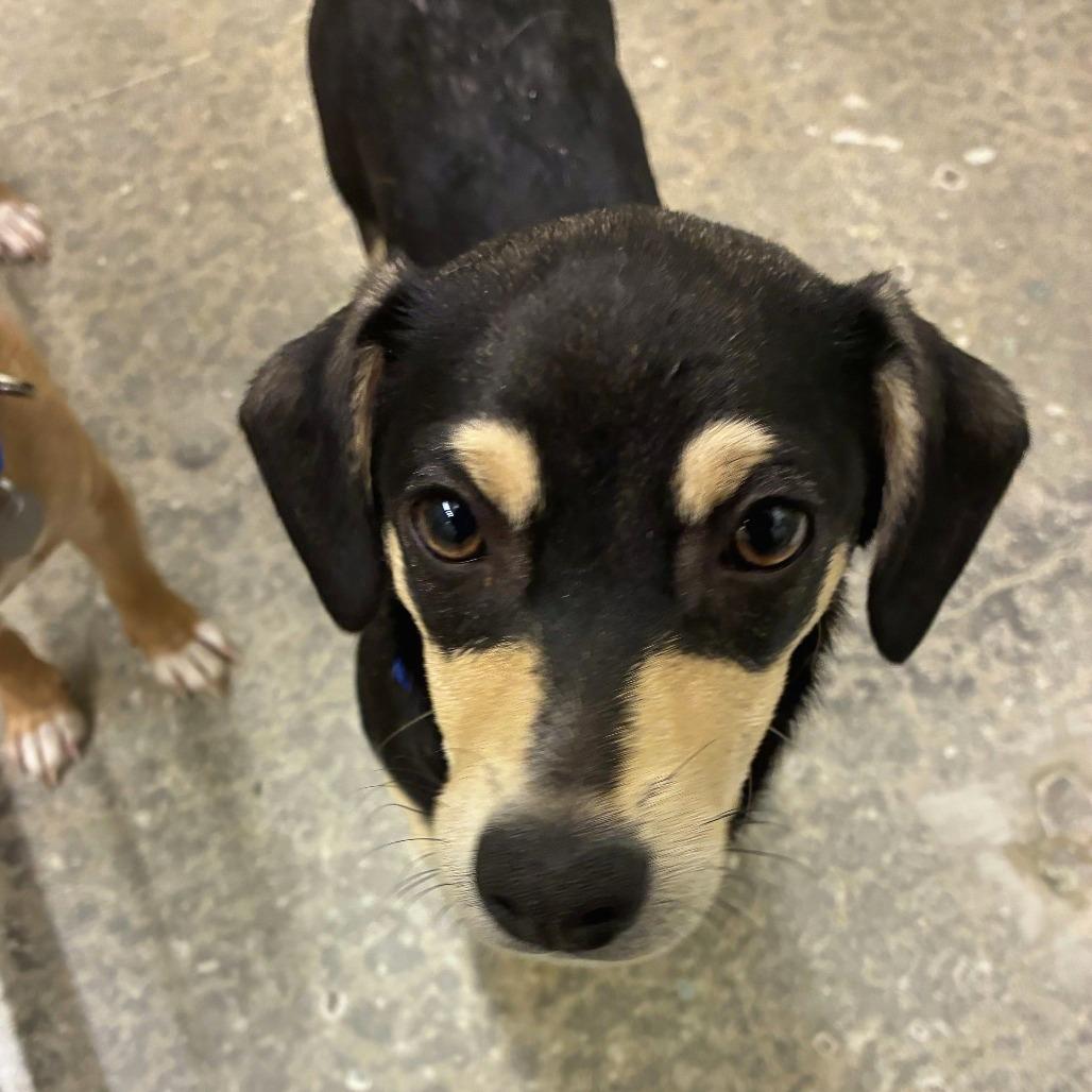 Yoda, Adoptable, Young Male Dachshund.