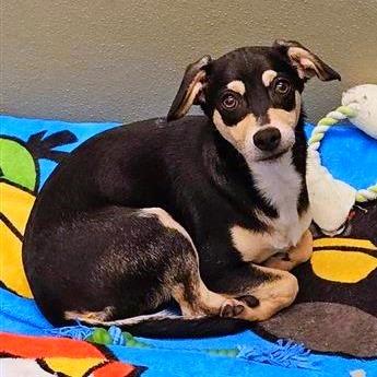 Enlarge Yoda, a Adoptable mixed breed in Woodinville, WA image 2/2