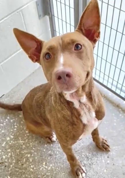 ARCADIA, Adoptable, Adult Female Australian Cattle Dog / Blue Heeler & Mixed Breed.