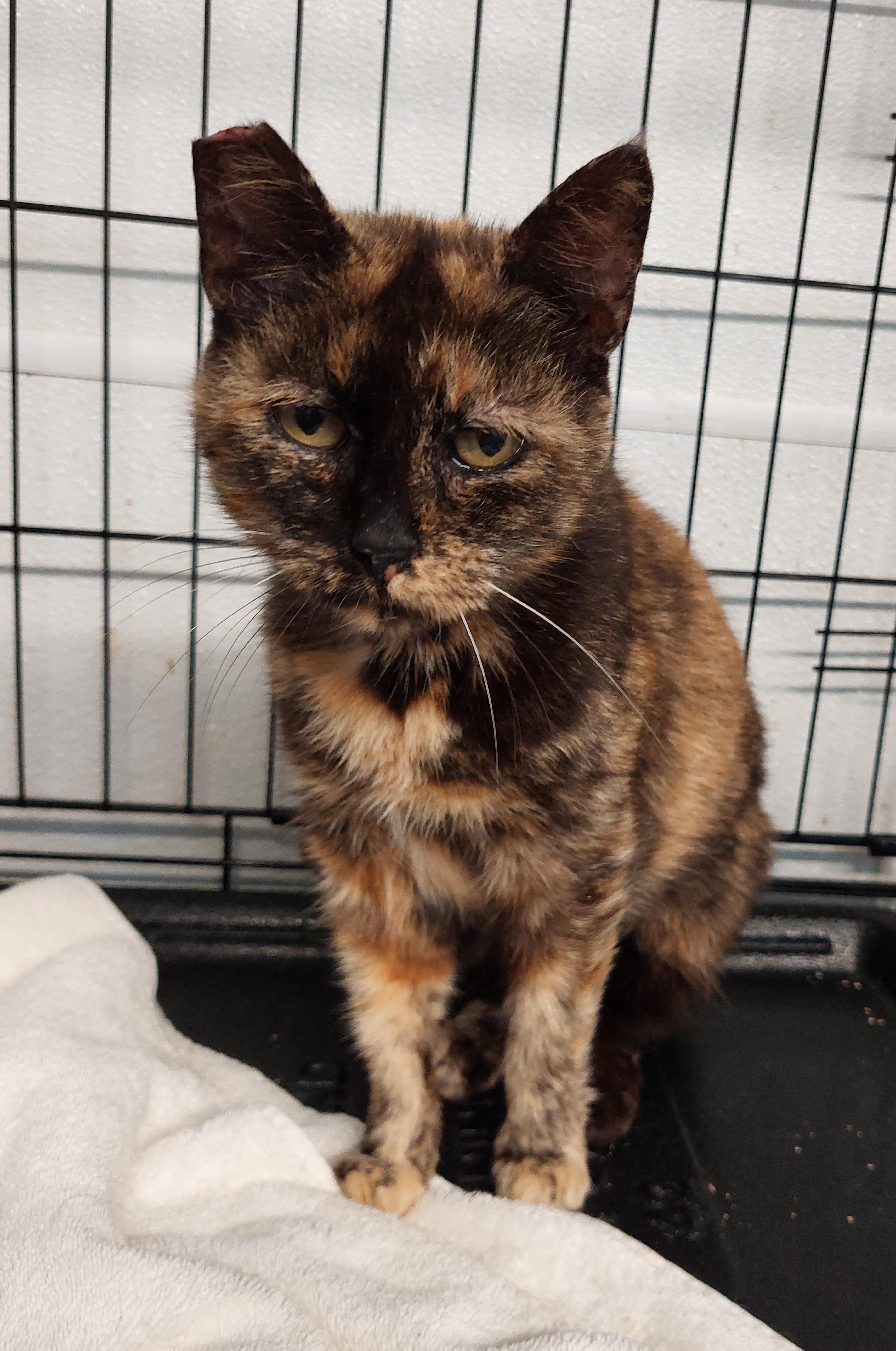 Patty, a Adopted Domestic Short Hair in Rehoboth, MA image 1/2