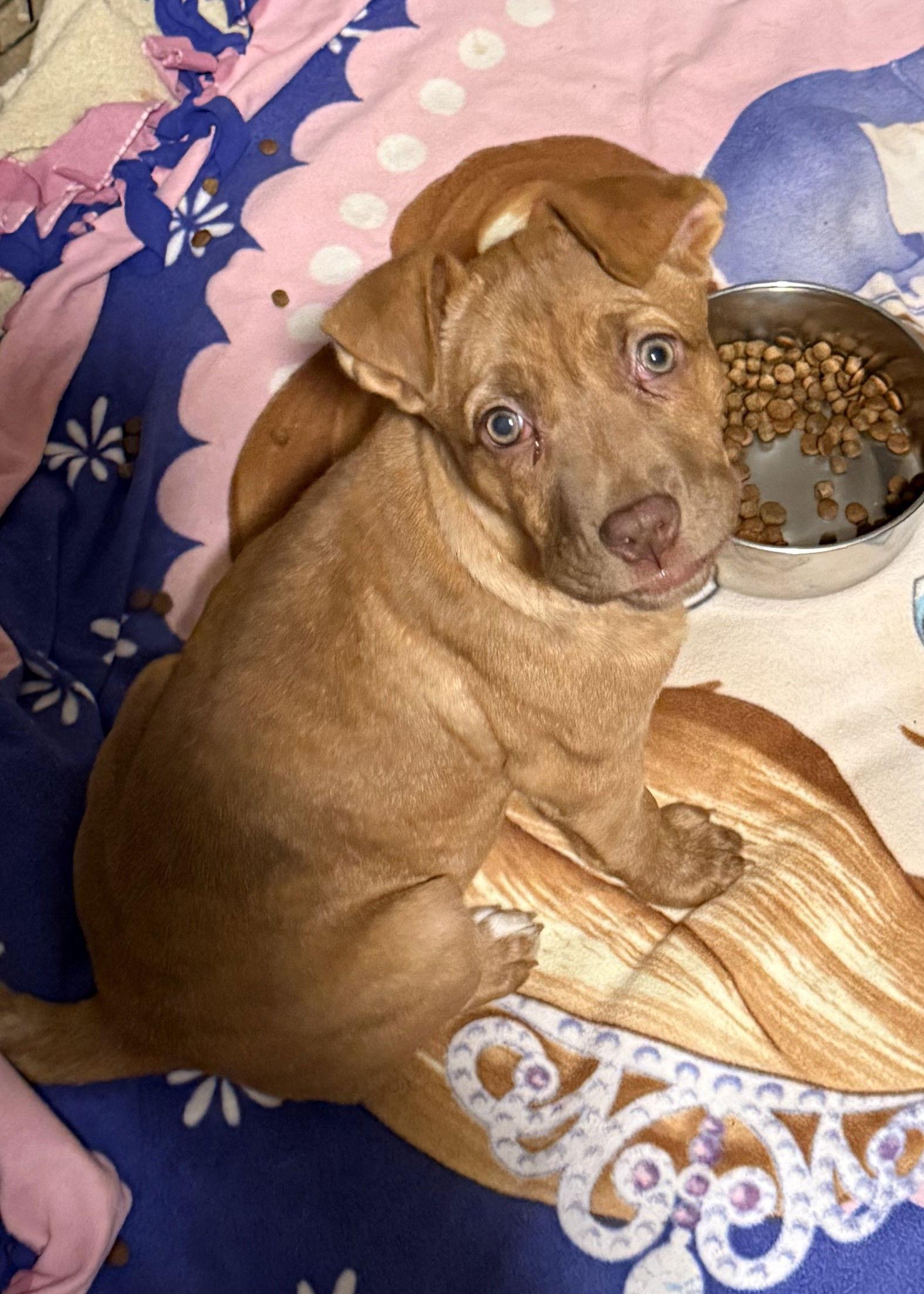Enlarge Judy, a Adoptable Pit Bull Terrier in Charlotte, NC image 1/3