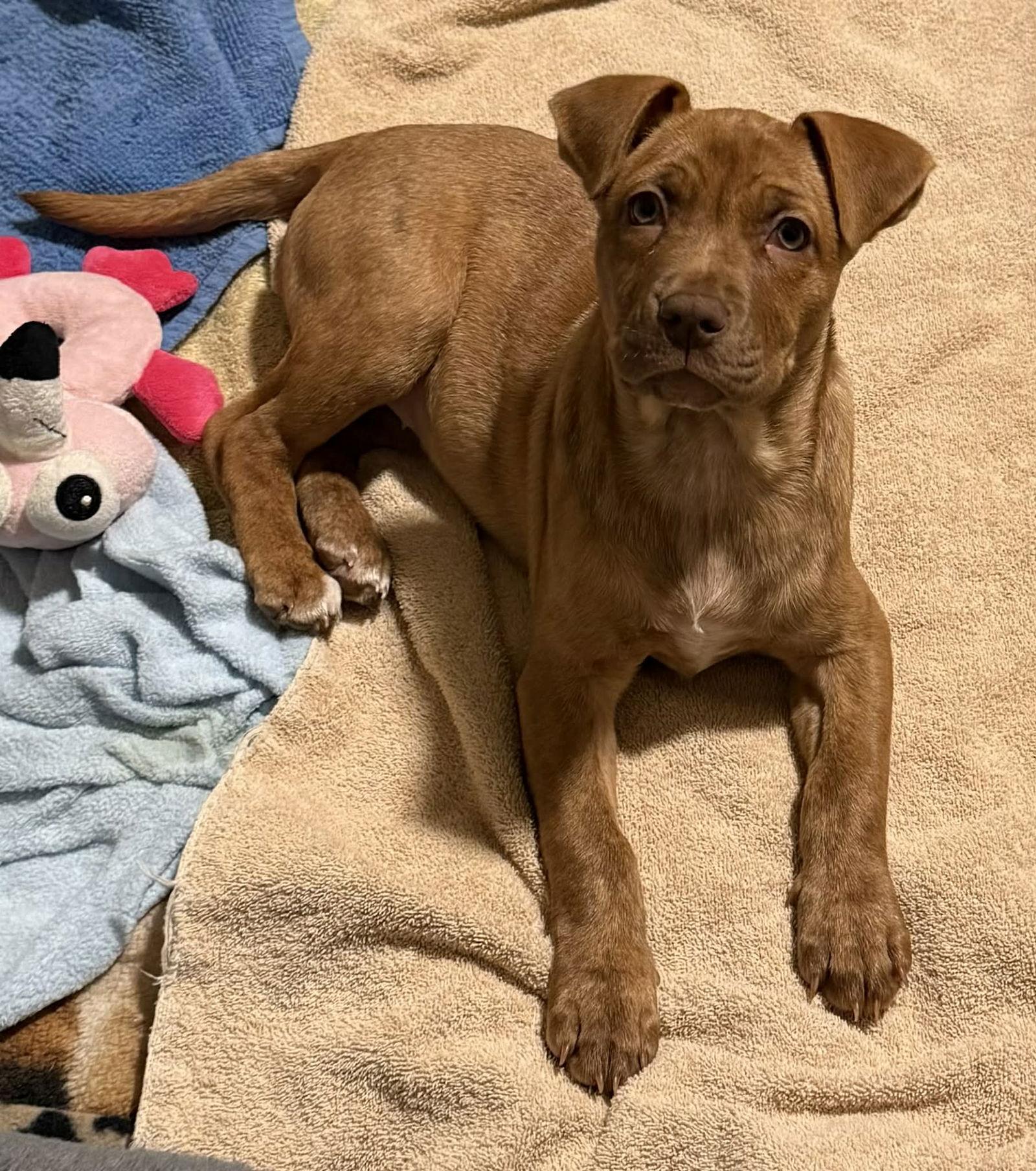 Enlarge Judy, a Adoptable Pit Bull Terrier in Charlotte, NC image 2/3