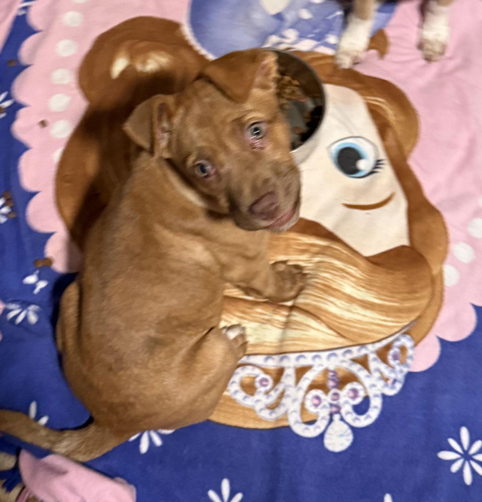 Enlarge Judy, a Adoptable Pit Bull Terrier in Charlotte, NC image 3/3