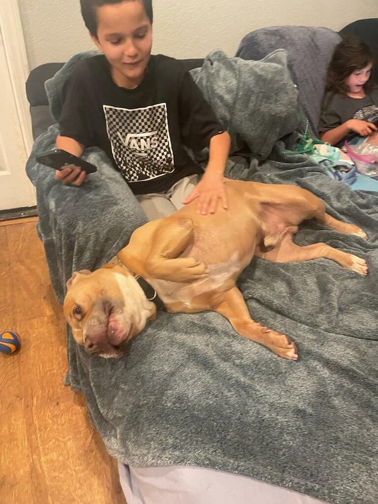 Oh Romeo!! Oh Romeo!!, Young Male American Staffordshire Terrier