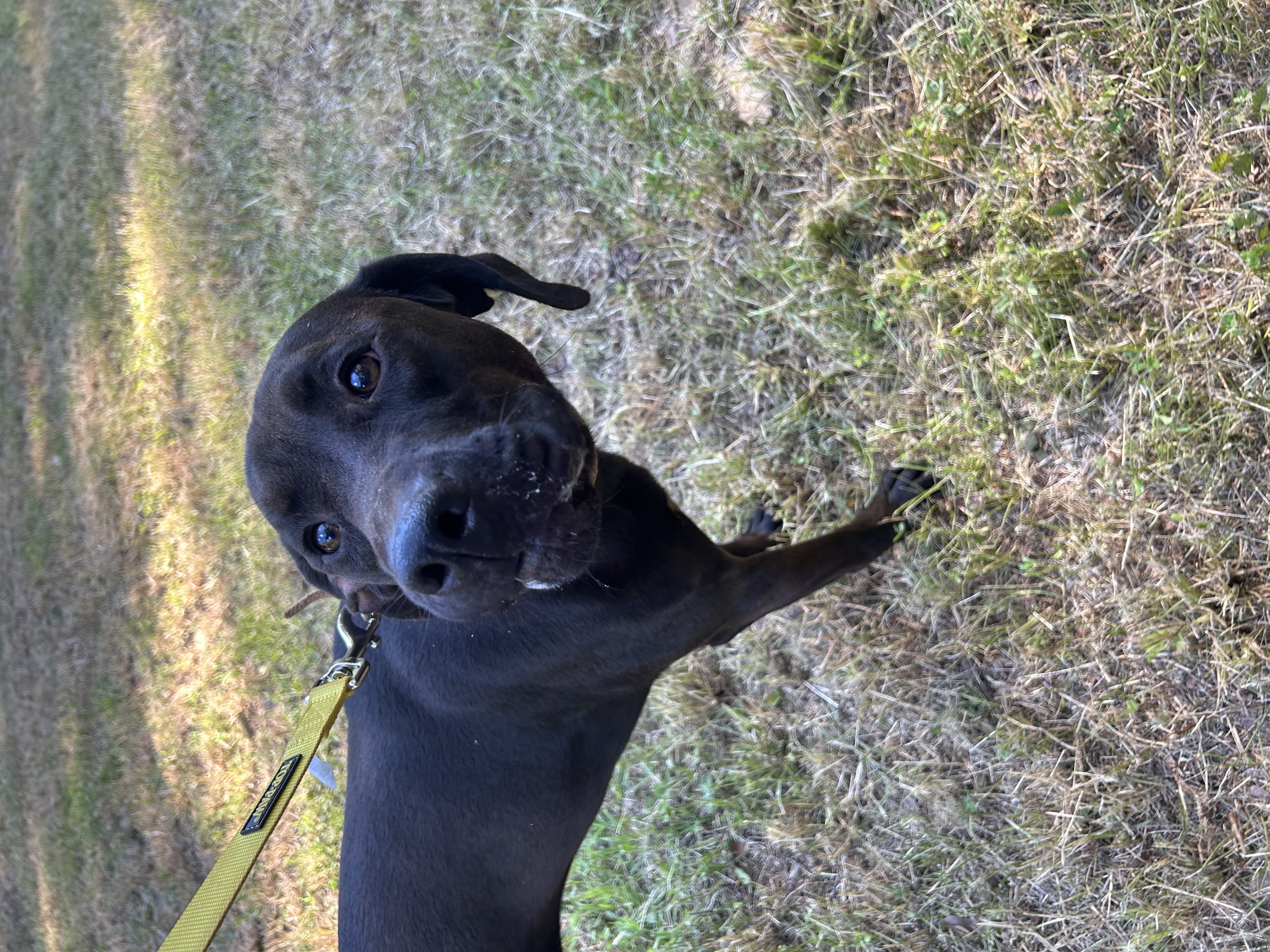 Zeva, a Adoptable mixed breed in Anderson, SC image 2/2