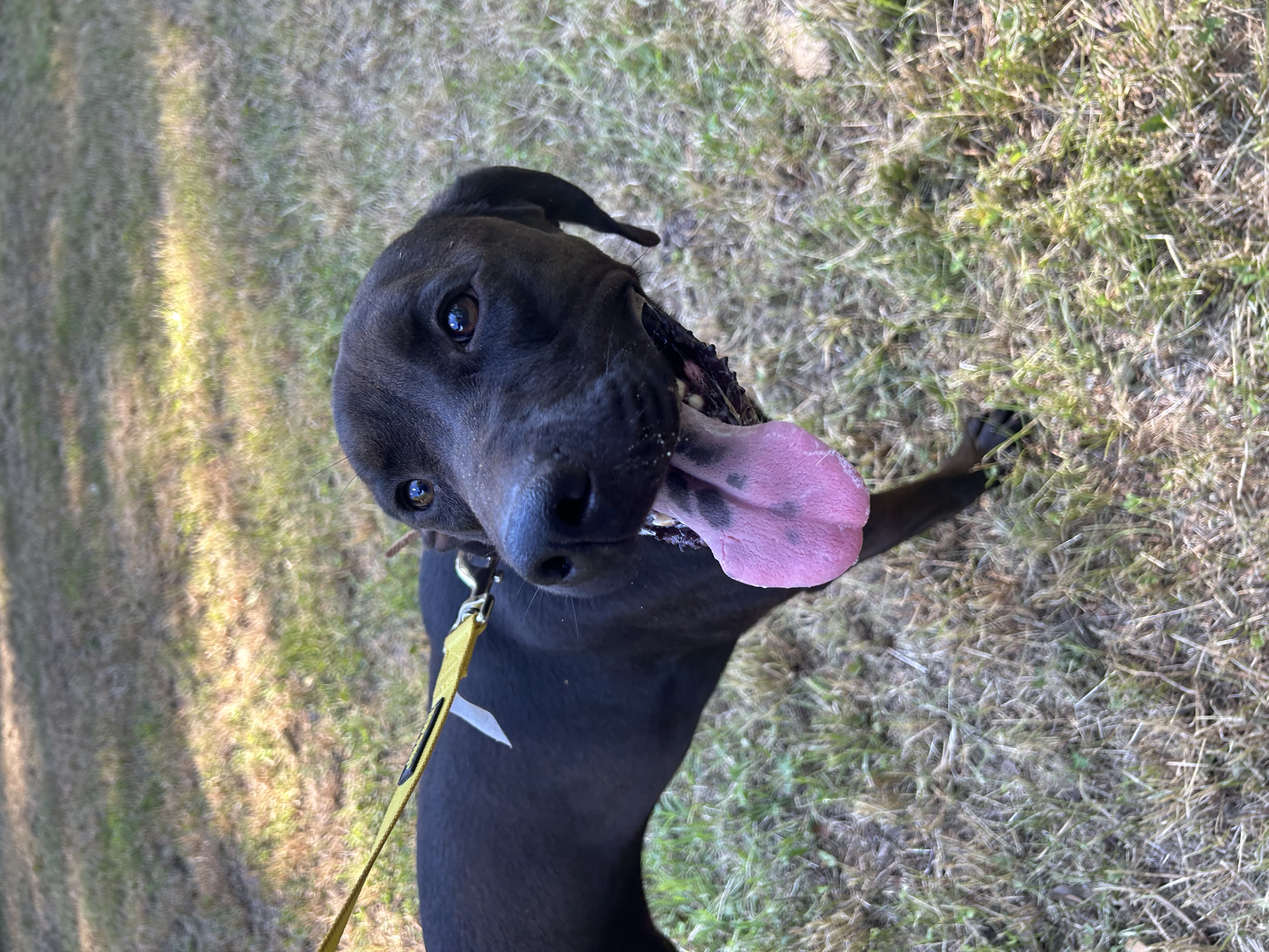 Zeva, a Adoptable mixed breed in Anderson, SC image 1/2