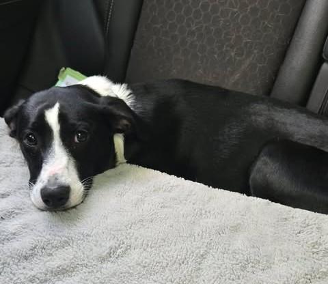 Enlarge Lil' Bit, a Adopted mixed breed in Charlotte, NC image 3/5