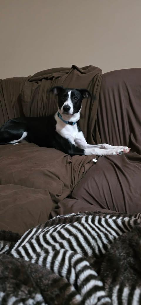 Enlarge Lil' Bit, a Adopted mixed breed in Charlotte, NC image 2/5
