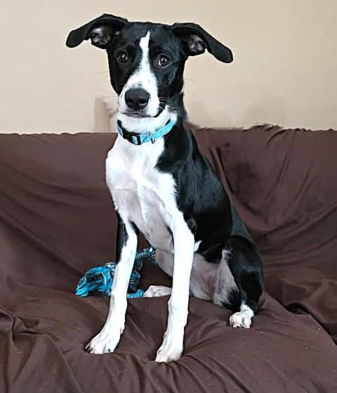 Lil' Bit, Adopted, Young Female Labrador Retriever & Border Collie.