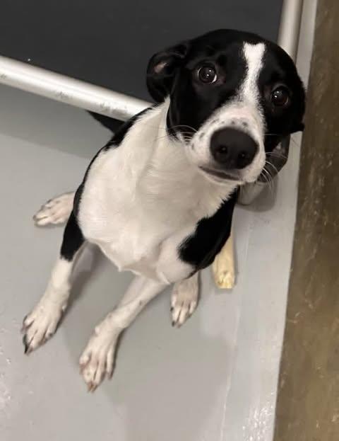 Enlarge Lil' Bit, a Adopted mixed breed in Charlotte, NC image 4/5