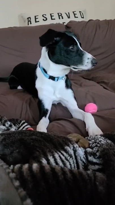 Enlarge Lil' Bit, a Adopted mixed breed in Charlotte, NC video 5/5