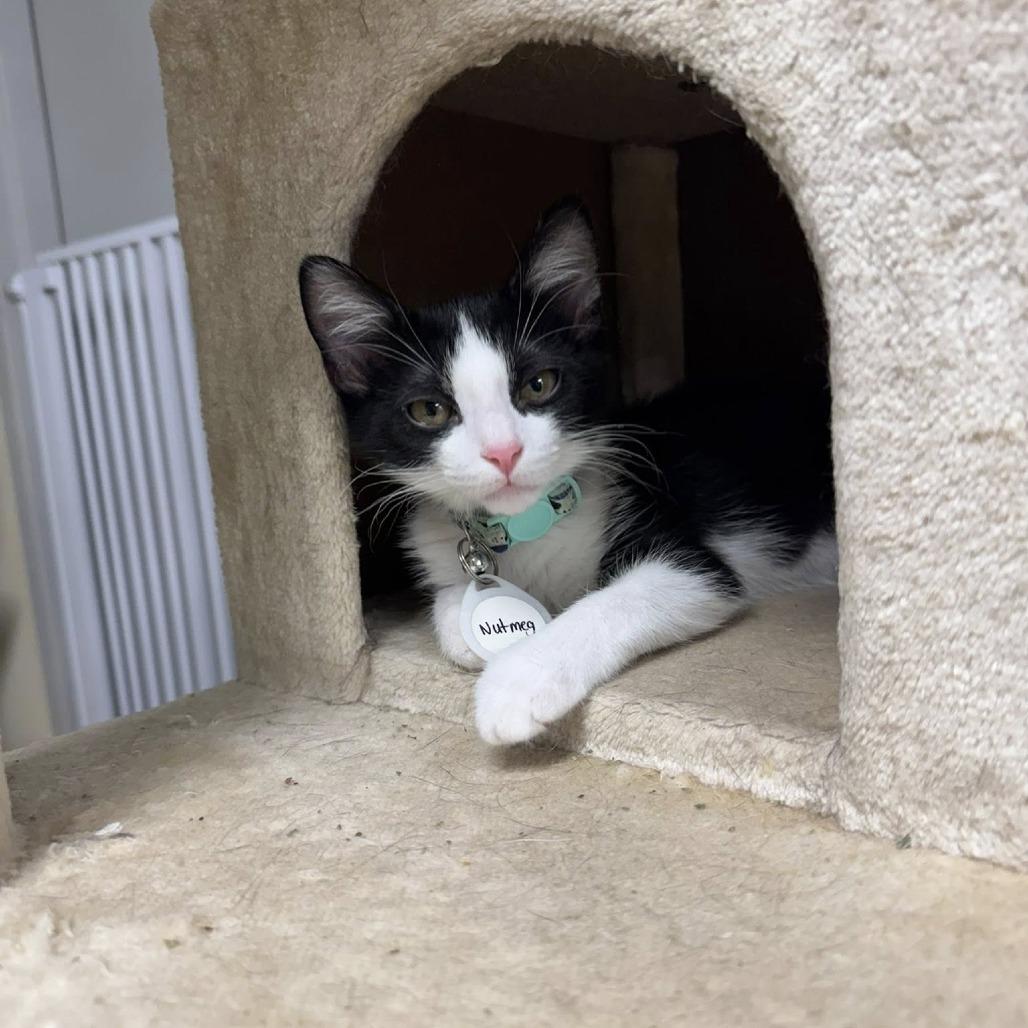 Nutmeg, Adoptable, Kitten Female Domestic Short Hair.