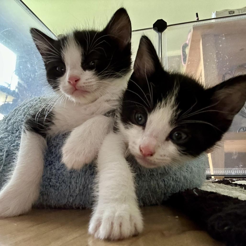 Nutmeg, Adoptable, Kitten Female Domestic Short Hair.