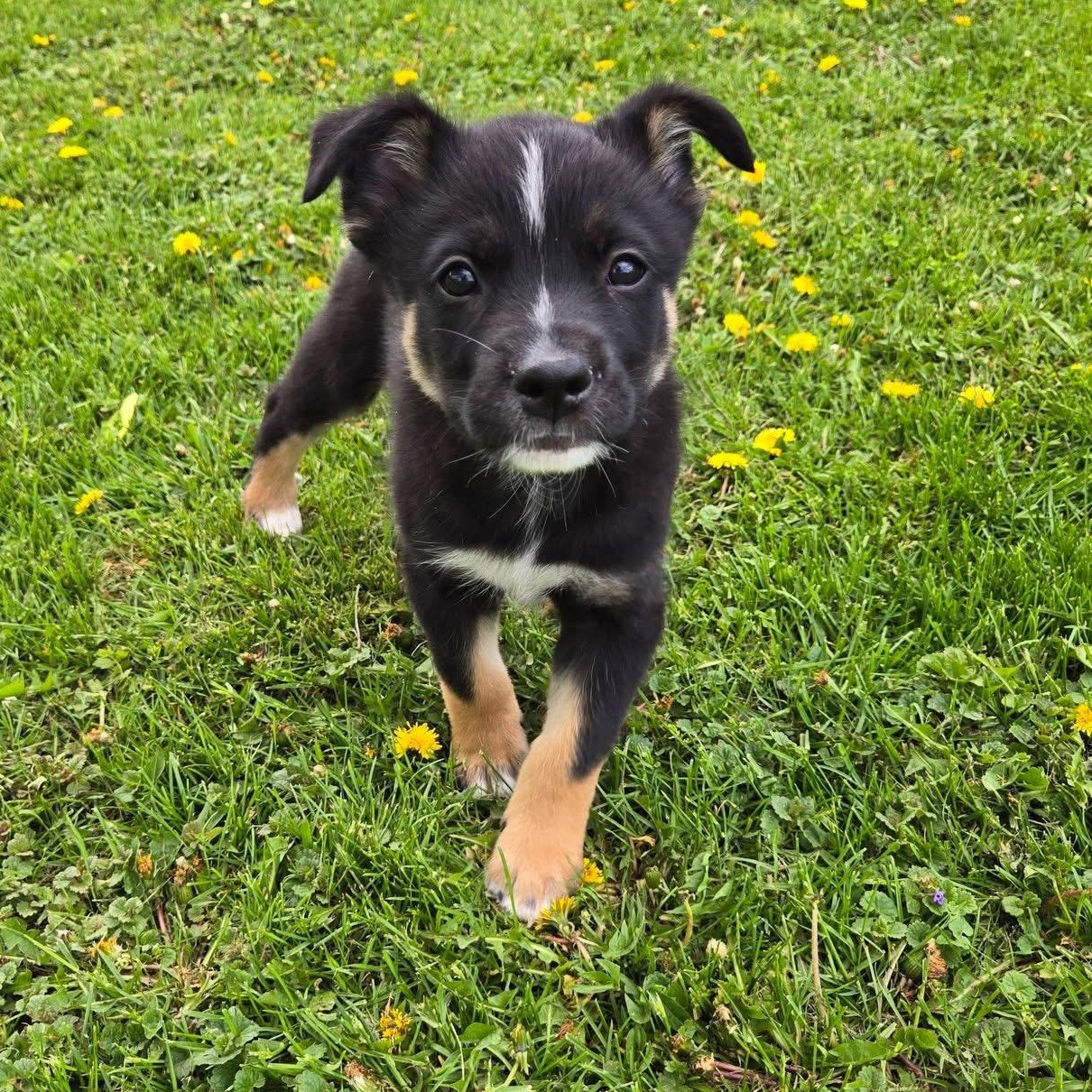 Enlarge Grayson, a Adoptable mixed breed in McHenry, IL image 1/1
