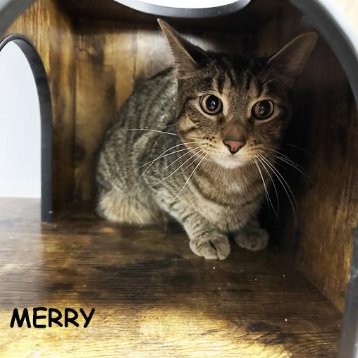 Enlarge Merry 0224 (bonded with Pippin), an adopted Domestic Short Hair in Farmington Hills, MI image 1/1