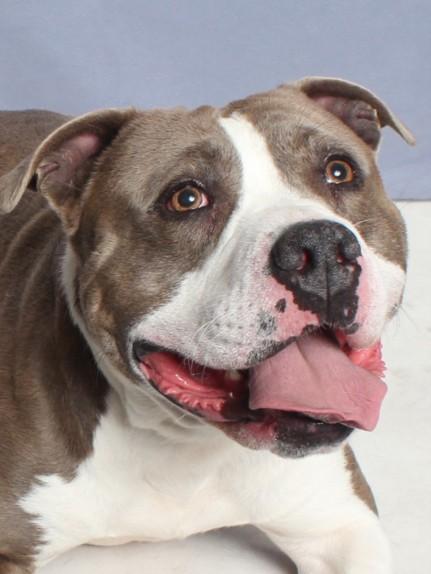 MILO, Adoptable, Adult Male Pit Bull Terrier & Mixed Breed.
