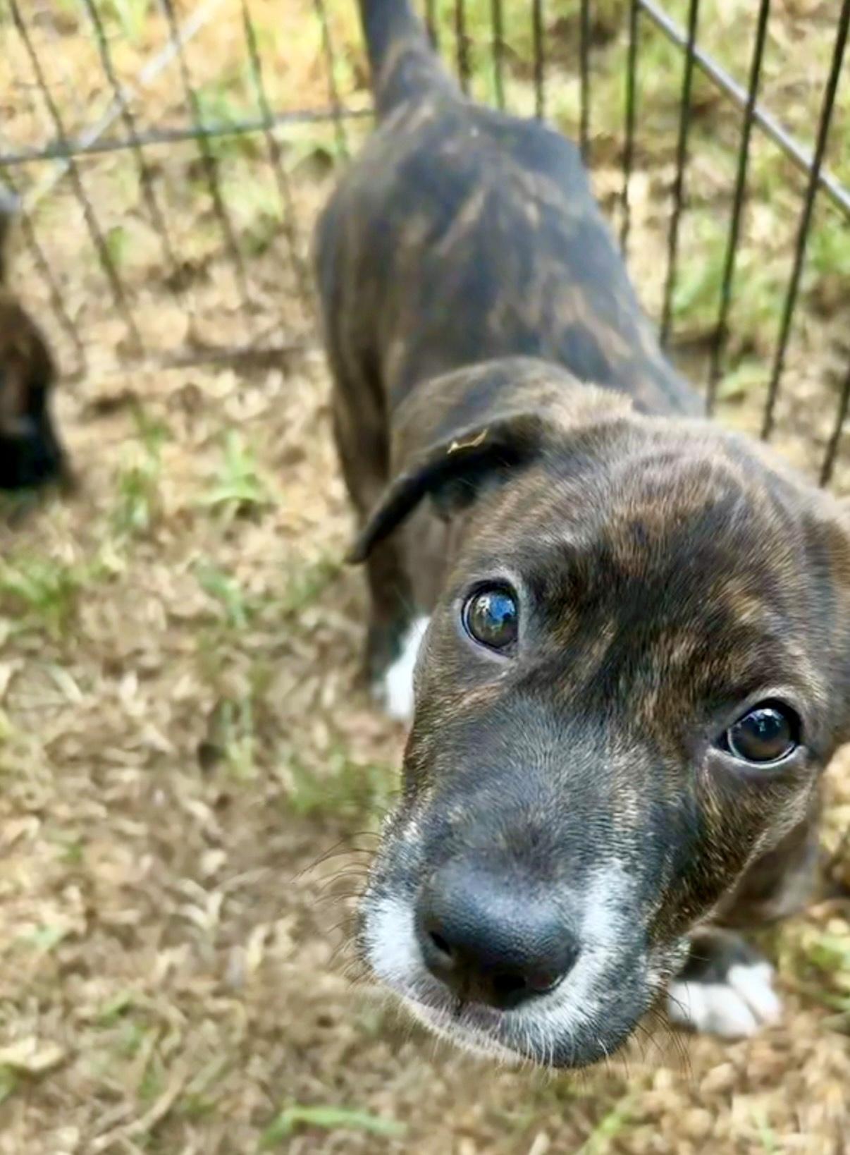 Enlarge Telemachus, a ADOPTABLE mixed breed in San Diego, CA image 3/4