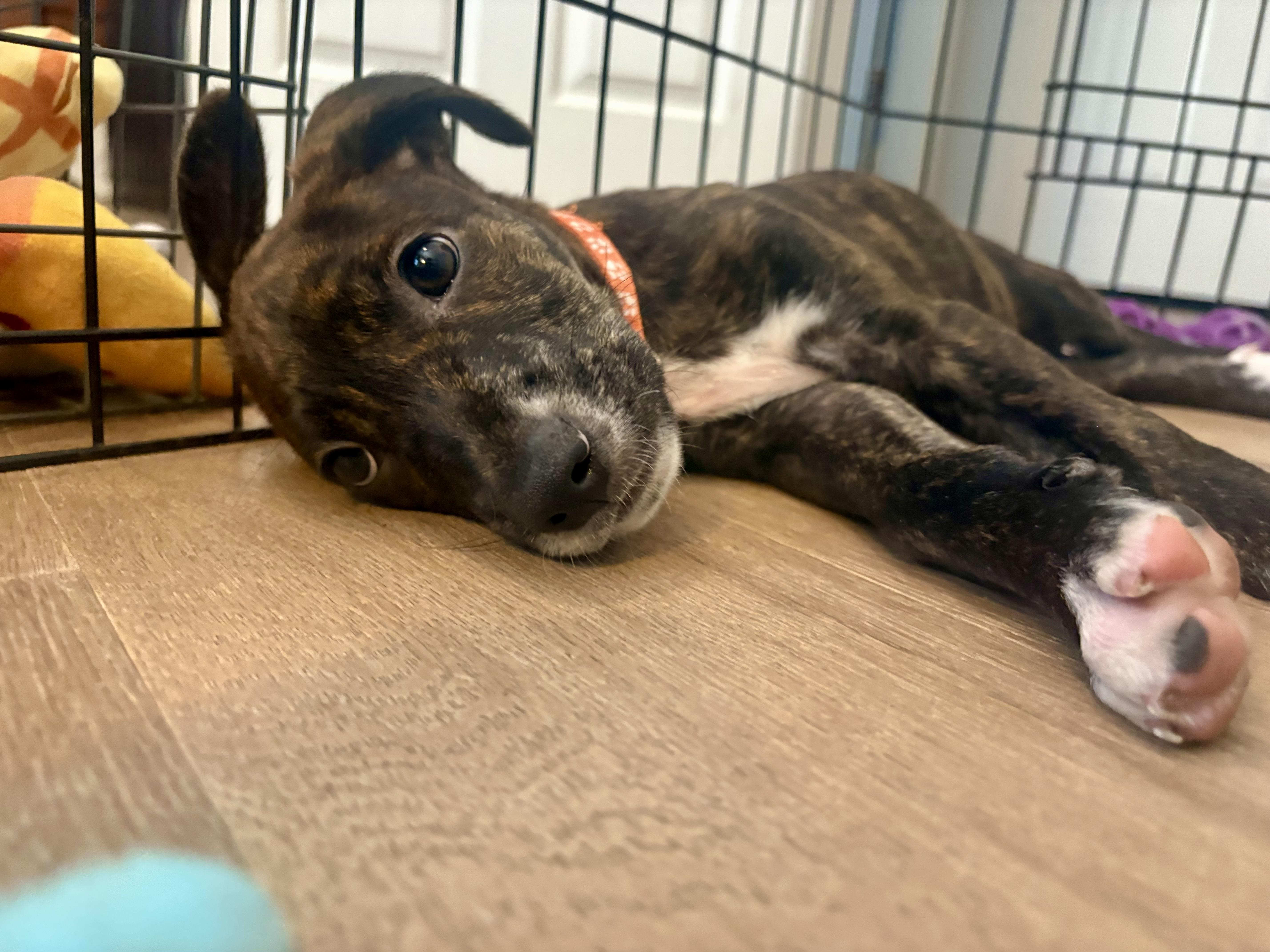 Enlarge Telemachus, a ADOPTABLE mixed breed in San Diego, CA image 4/4