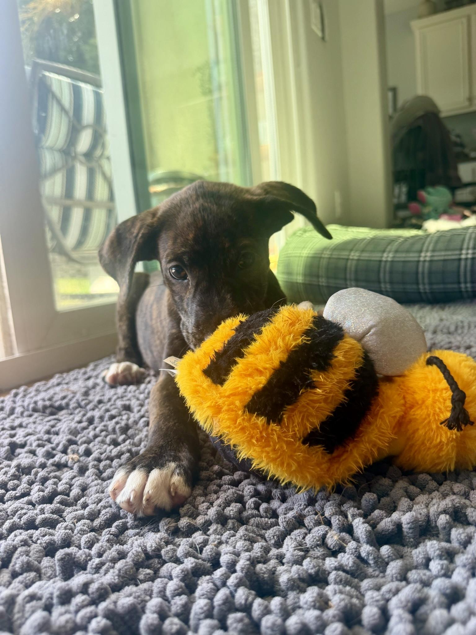Enlarge Telemachus, a ADOPTABLE mixed breed in San Diego, CA image 2/4