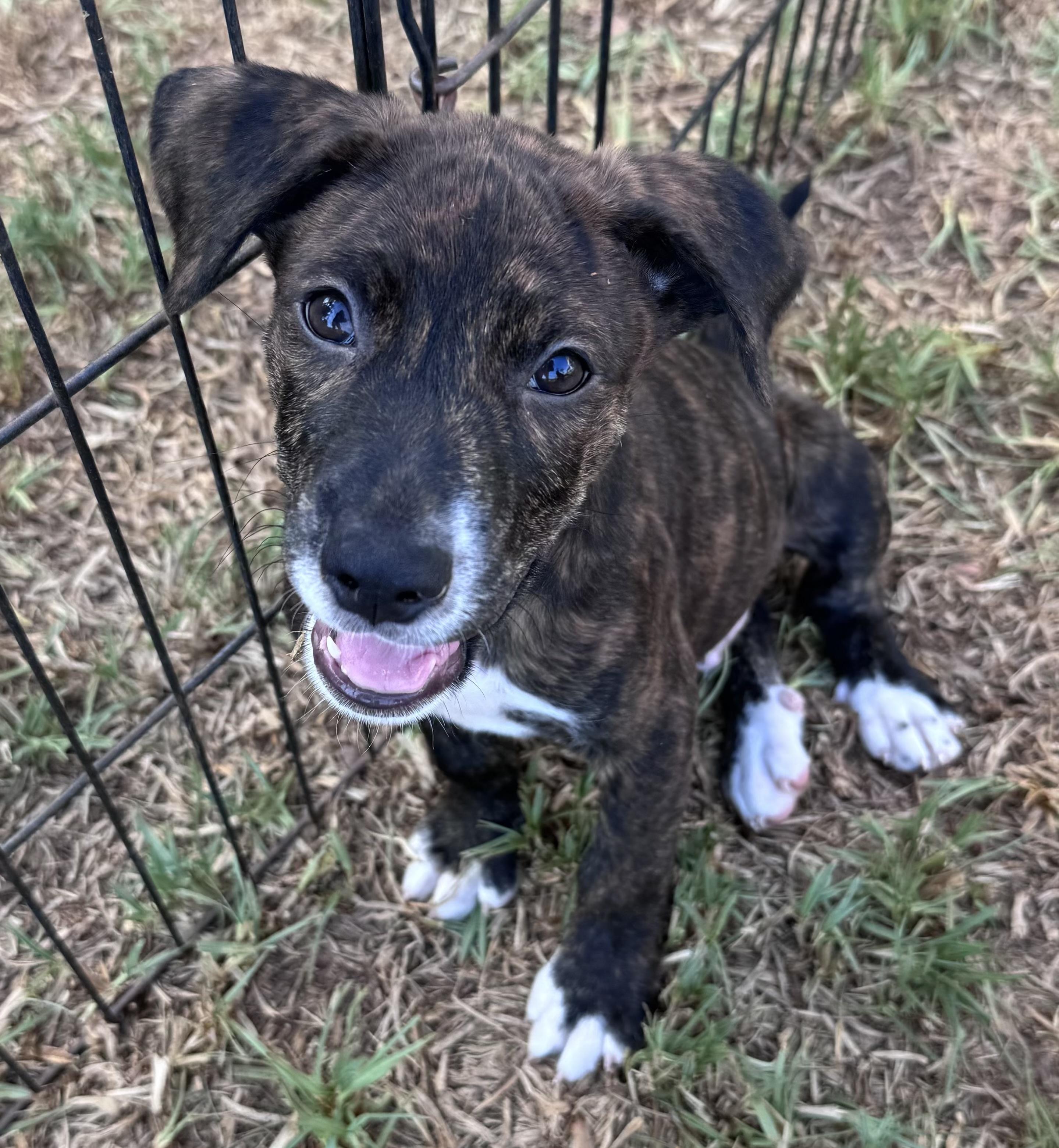 Enlarge Telemachus, a ADOPTABLE mixed breed in San Diego, CA image 1/4