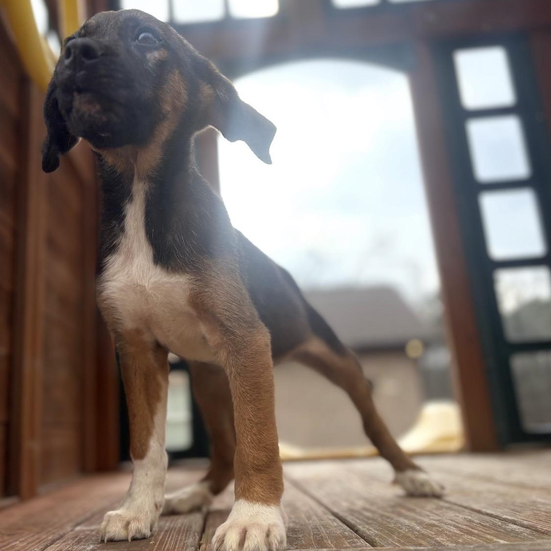 Enlarge Vader, a Adoptable mixed breed in Roanoke, VA image 4/6