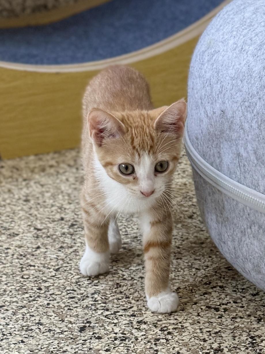 Peaches, Adoptable, Kitten Female Domestic Short Hair.