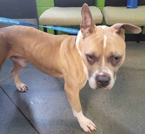 Vc5 Bruno, Adoptable, Adult Male Pit Bull Terrier.