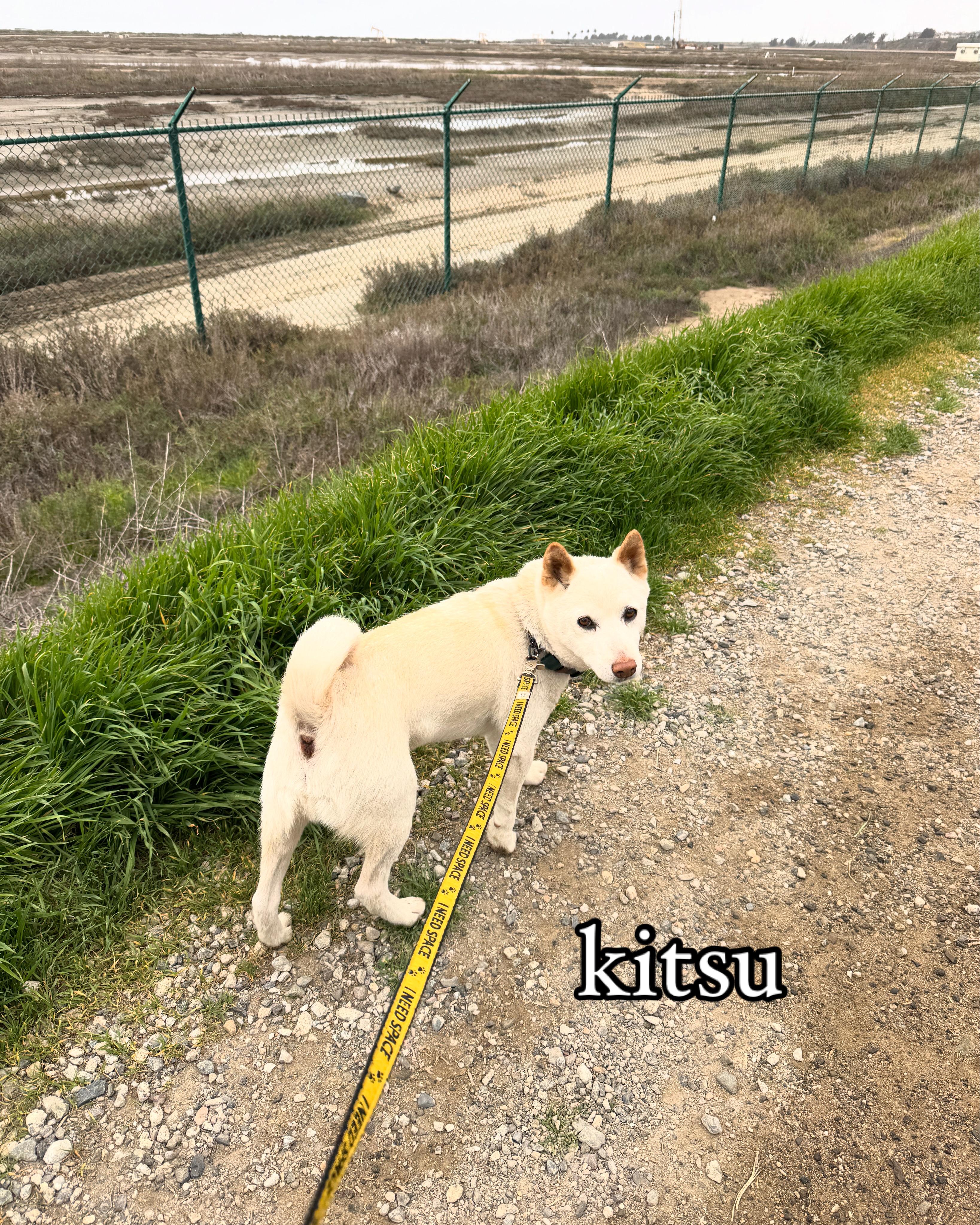 Kitsu thumbnail 2