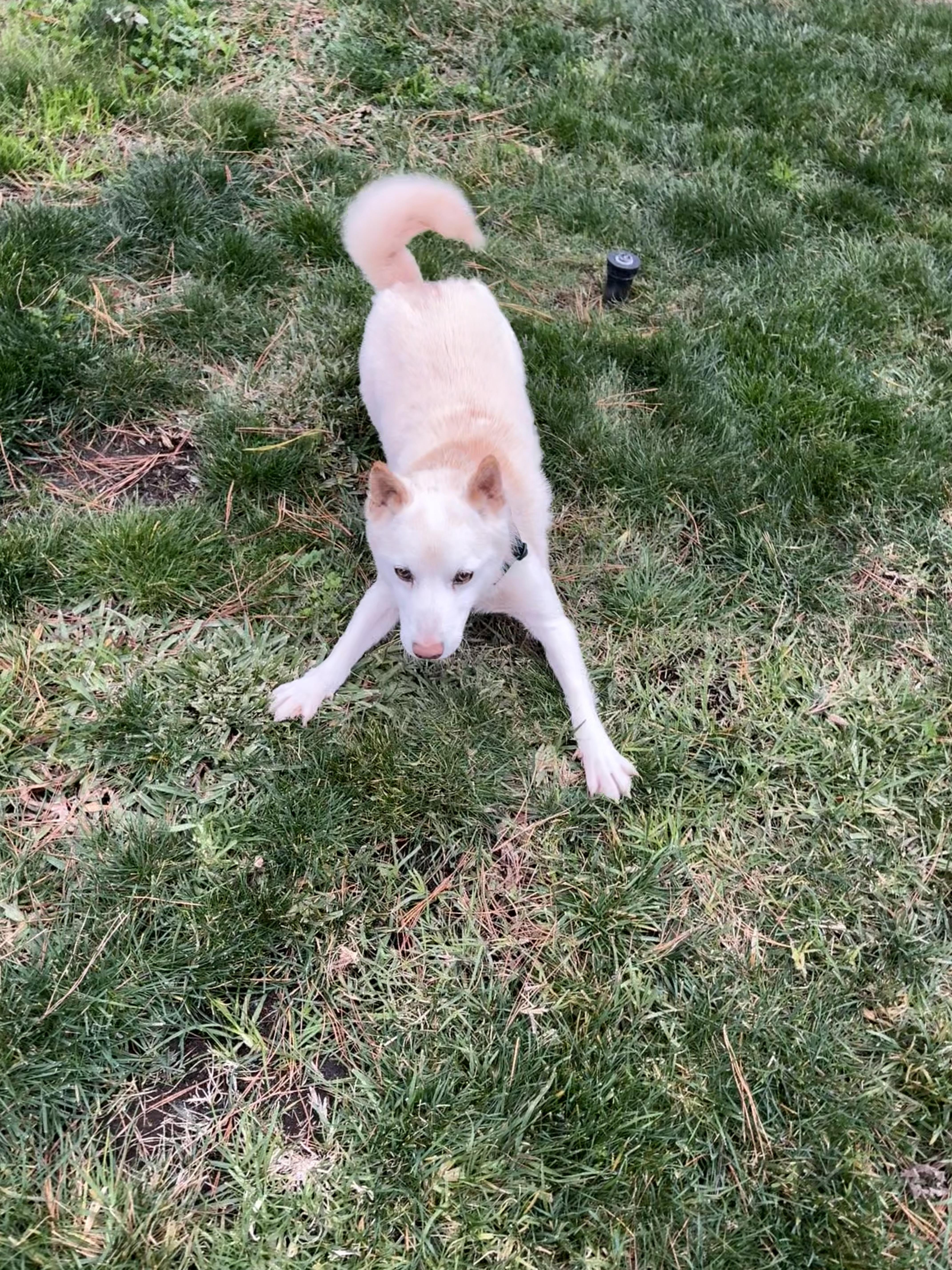 Enlarge Kitsu, an adoptable Shiba Inu in Santa Maria, CA image 2/3