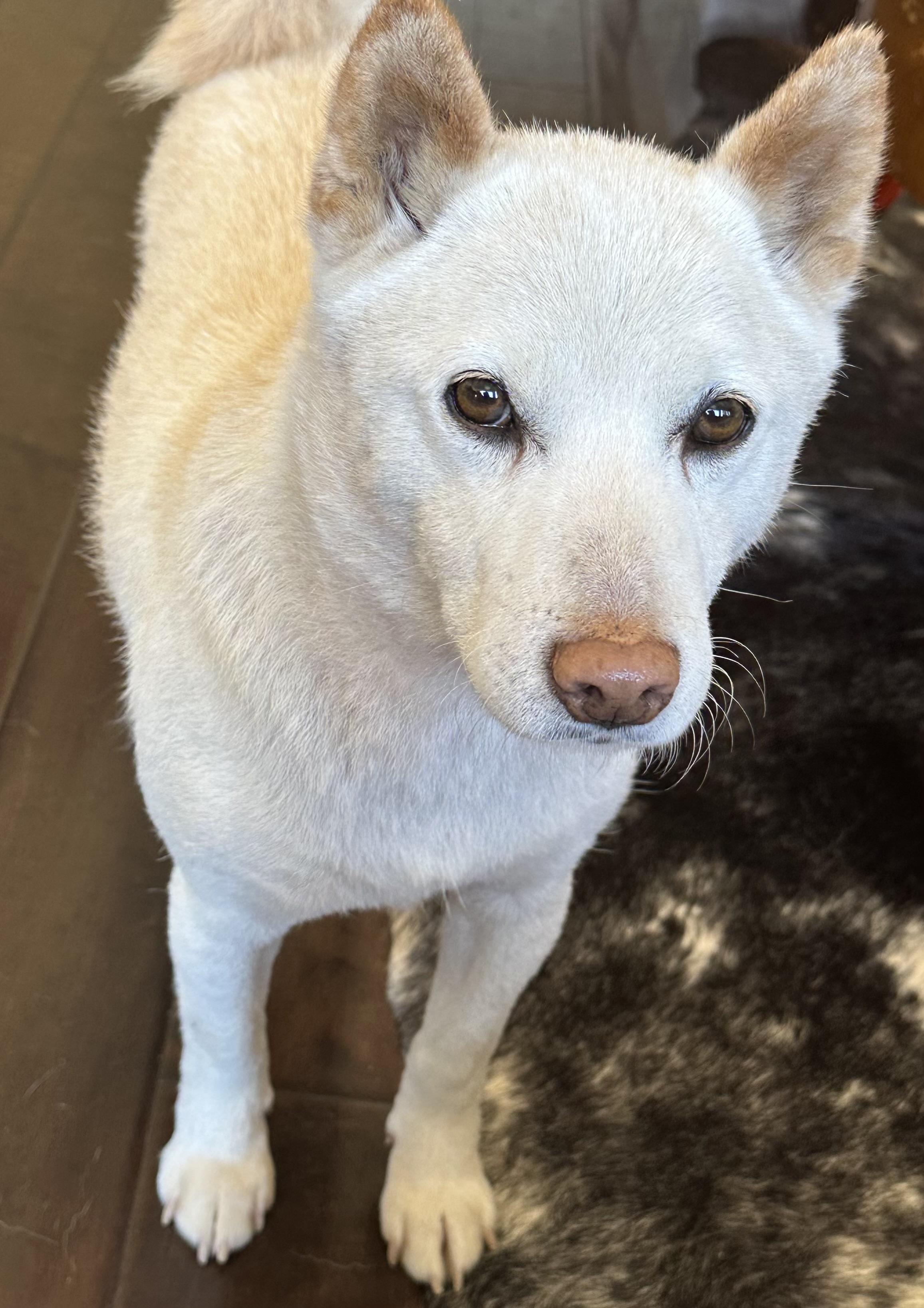 Enlarge Kitsu, an adoptable Shiba Inu in Santa Maria, CA image 1/3