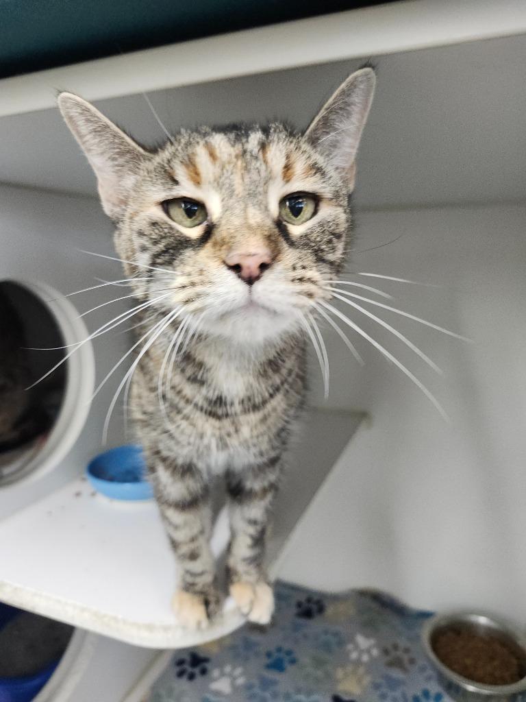 Neffers, Adoptable, Senior Female Domestic Short Hair.
