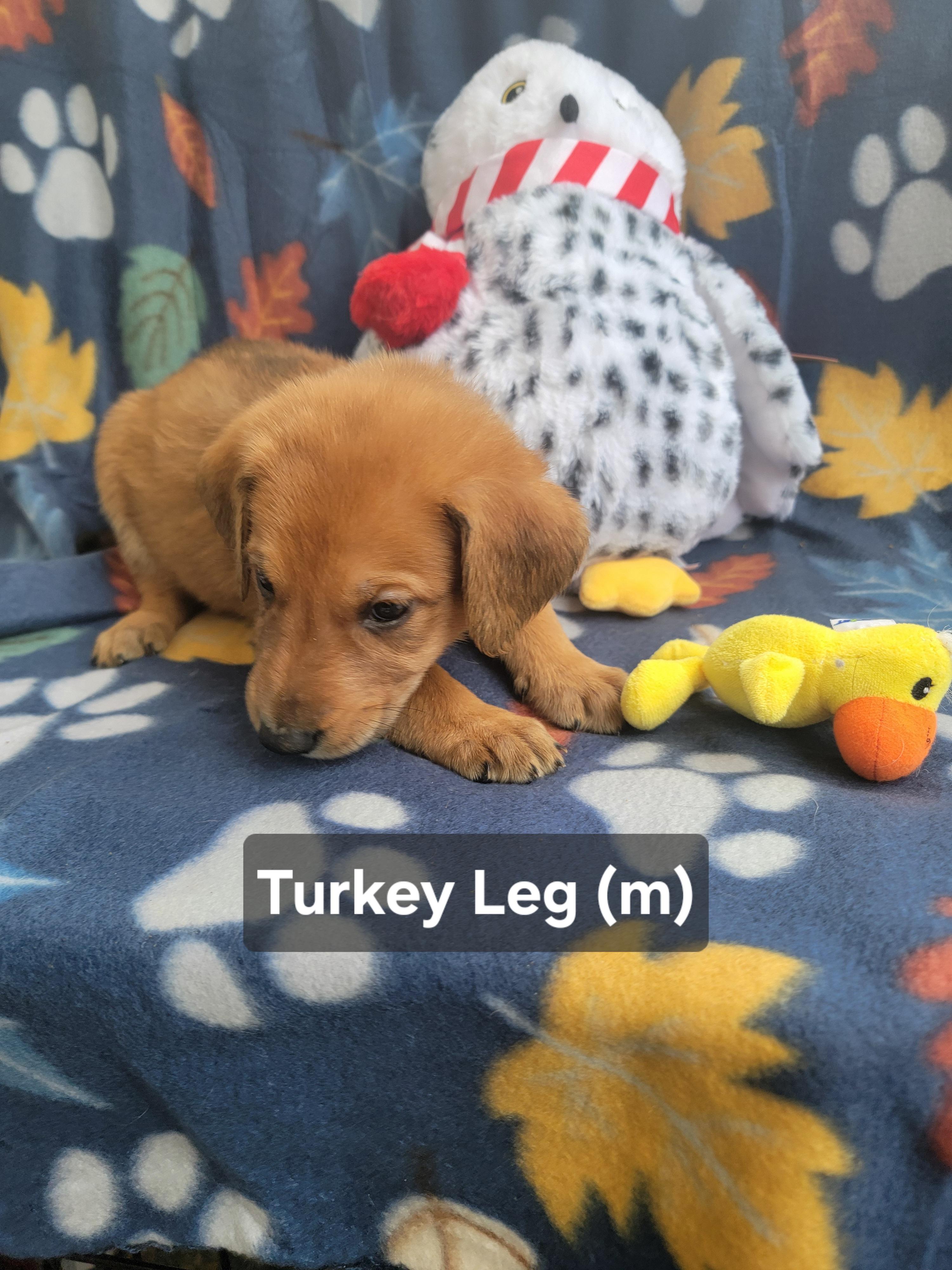 Enlarge Turkey Leg, an adopted mixed breed in St. Augustine, FL image 2/5