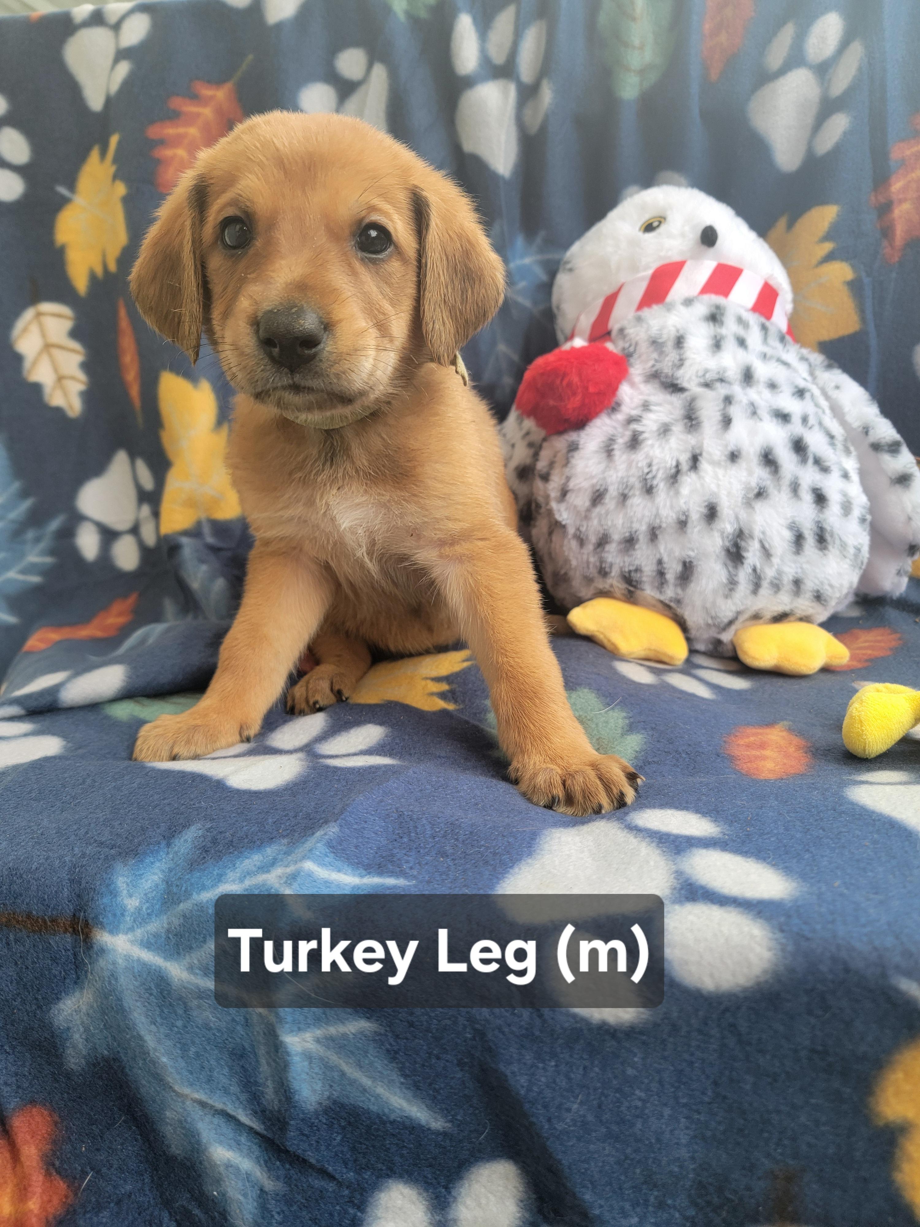 Enlarge Turkey Leg, an adopted mixed breed in St. Augustine, FL image 1/5