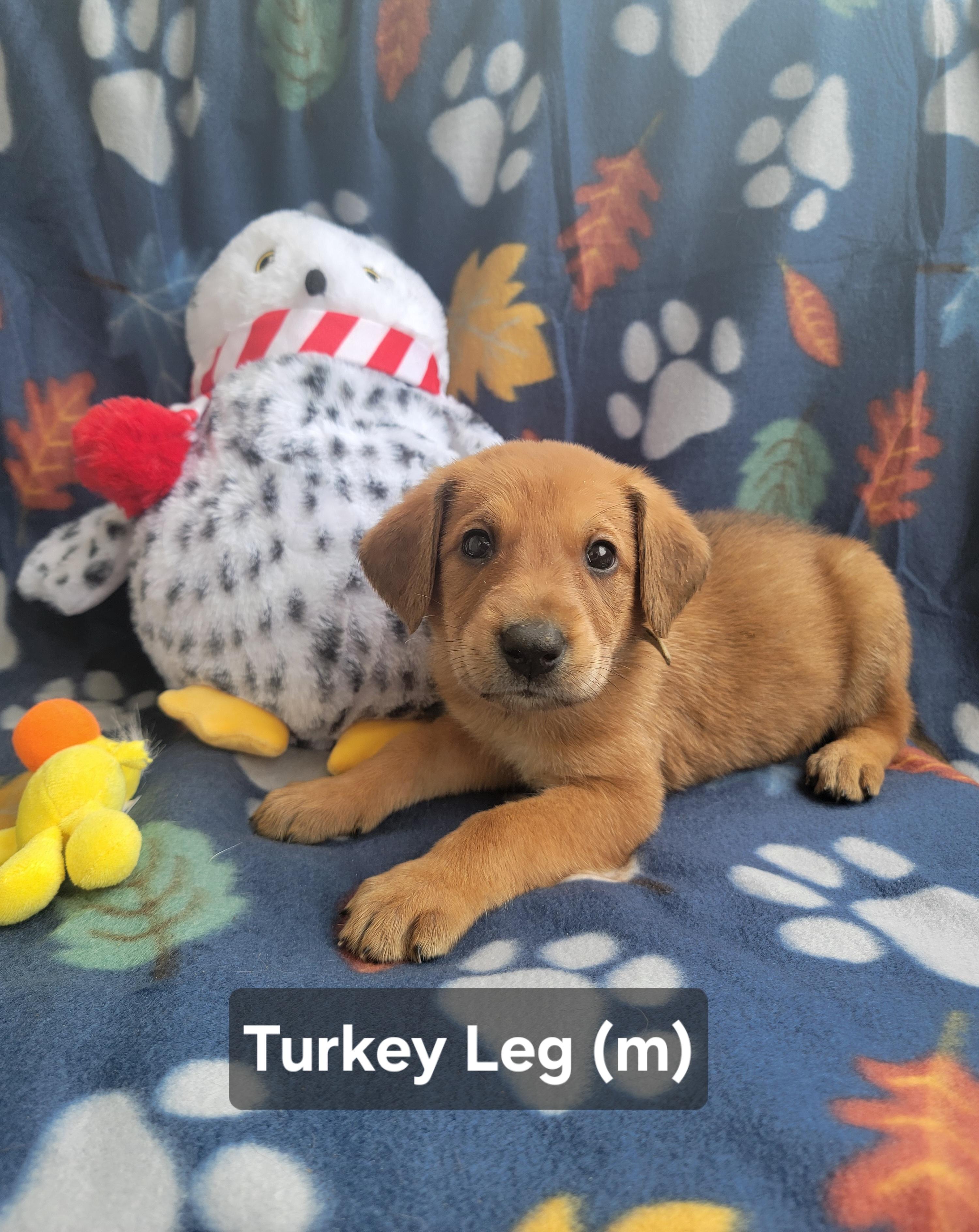 Enlarge Turkey Leg, an adopted mixed breed in St. Augustine, FL image 4/5