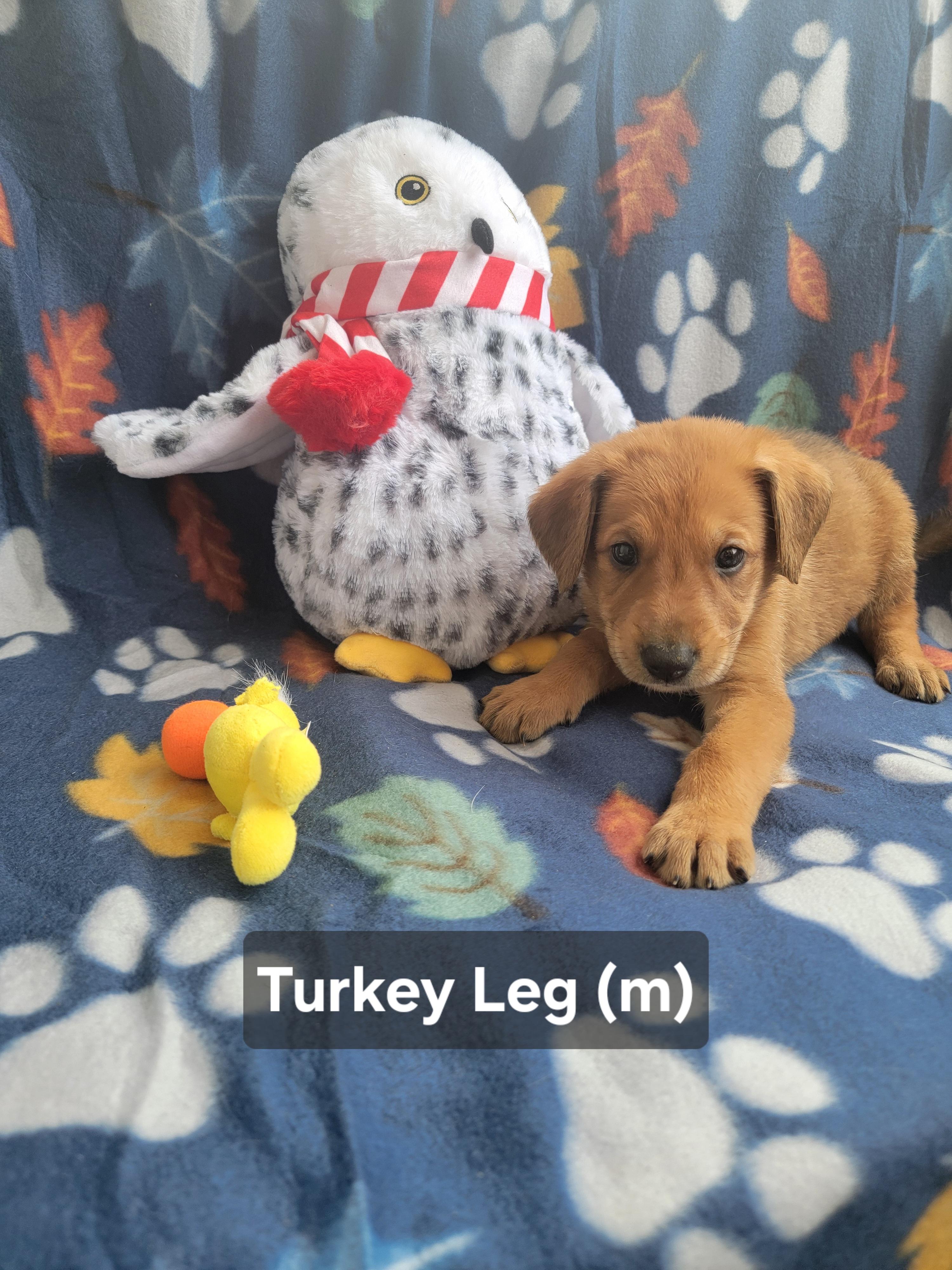 Enlarge Turkey Leg, an adopted mixed breed in St. Augustine, FL image 5/5