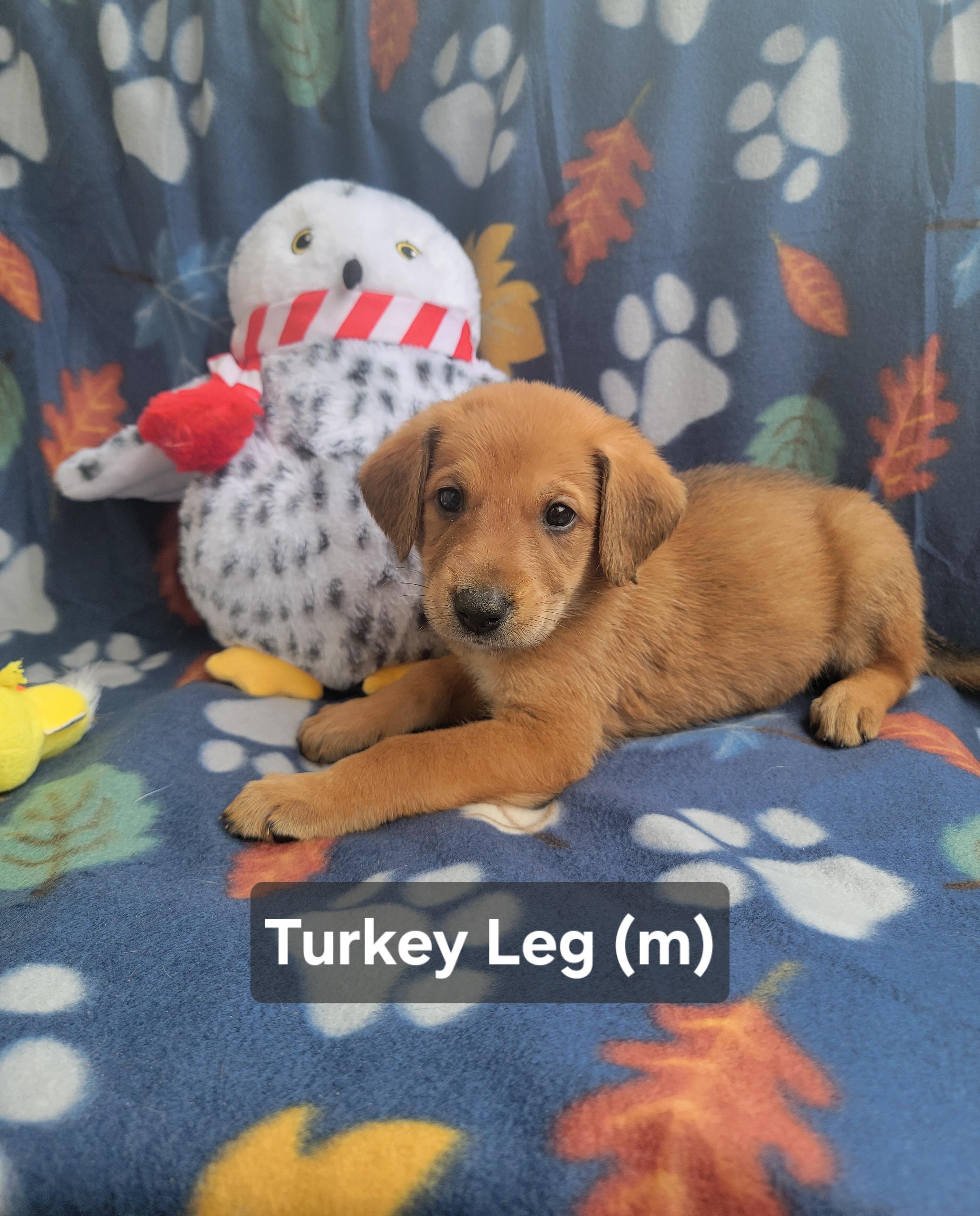 Enlarge Turkey Leg, an adopted mixed breed in St. Augustine, FL image 3/5