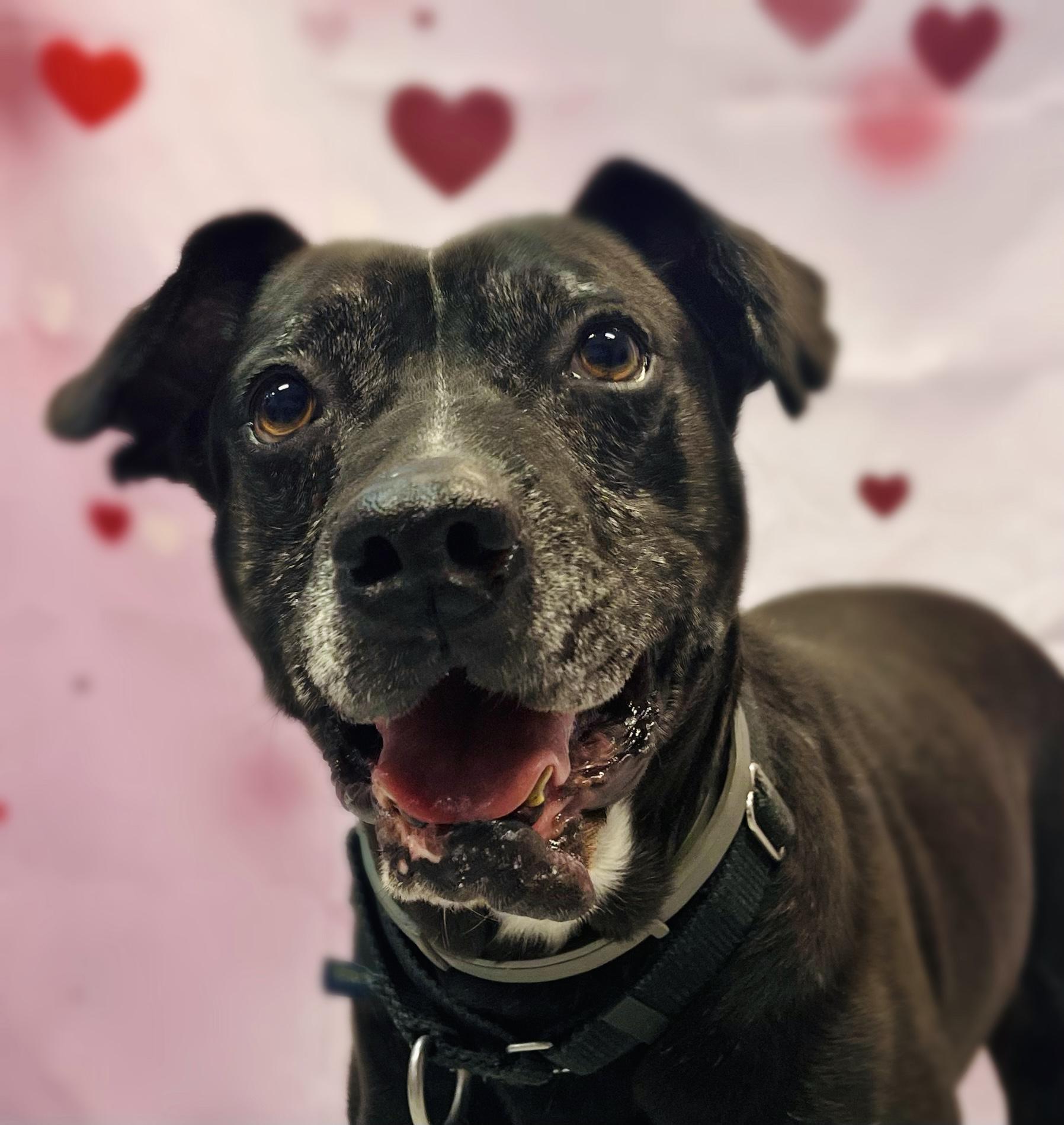 Fee Waived! Happy Shrimp in NH! Come Meet our Adoptable Dogs Wednesday-Saturday. More info in Bio!