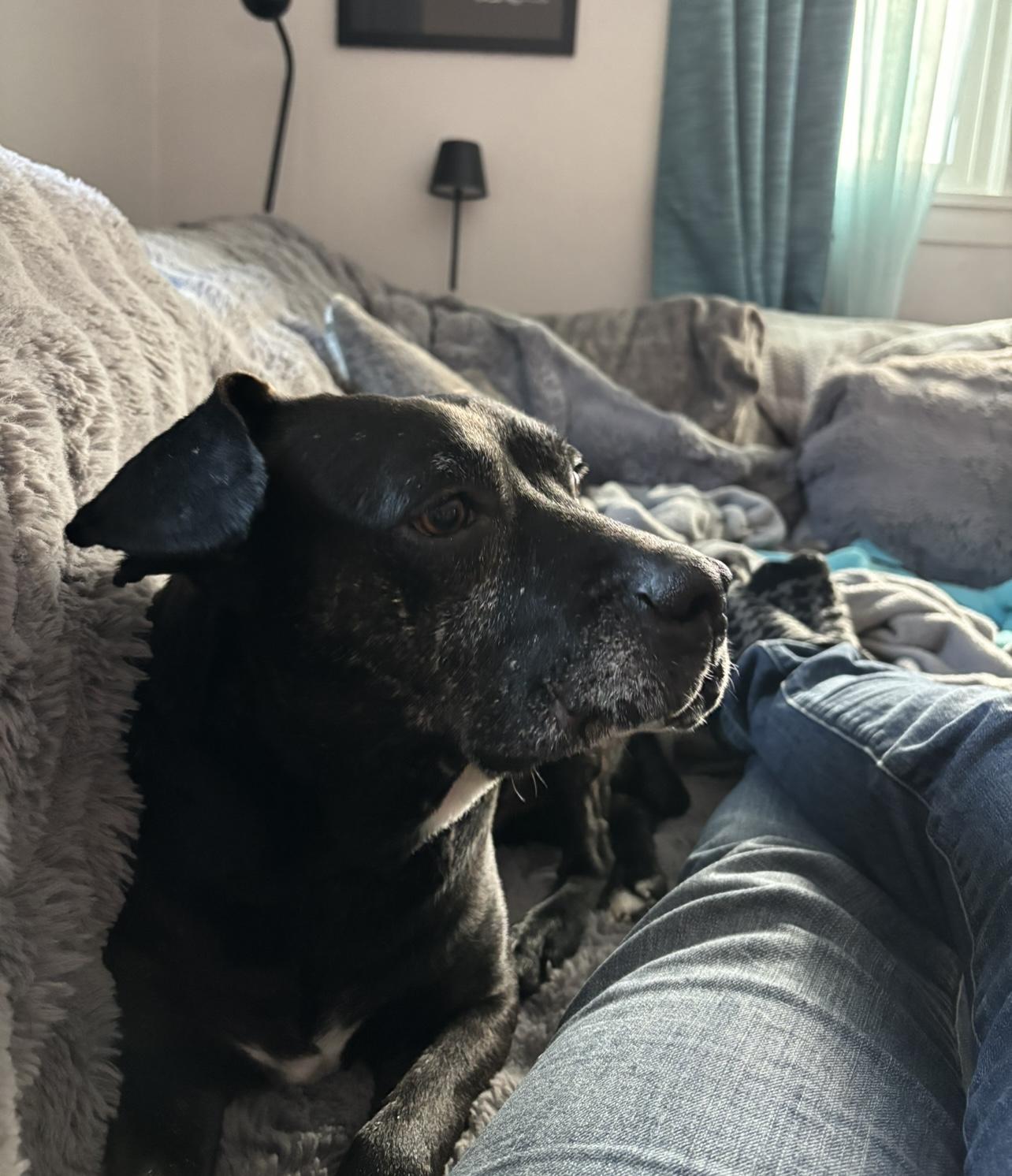 Fee Waived! Happy Shrimp in NH! Come Meet our Adoptable Dogs Wednesday-Saturday. More info in Bio!