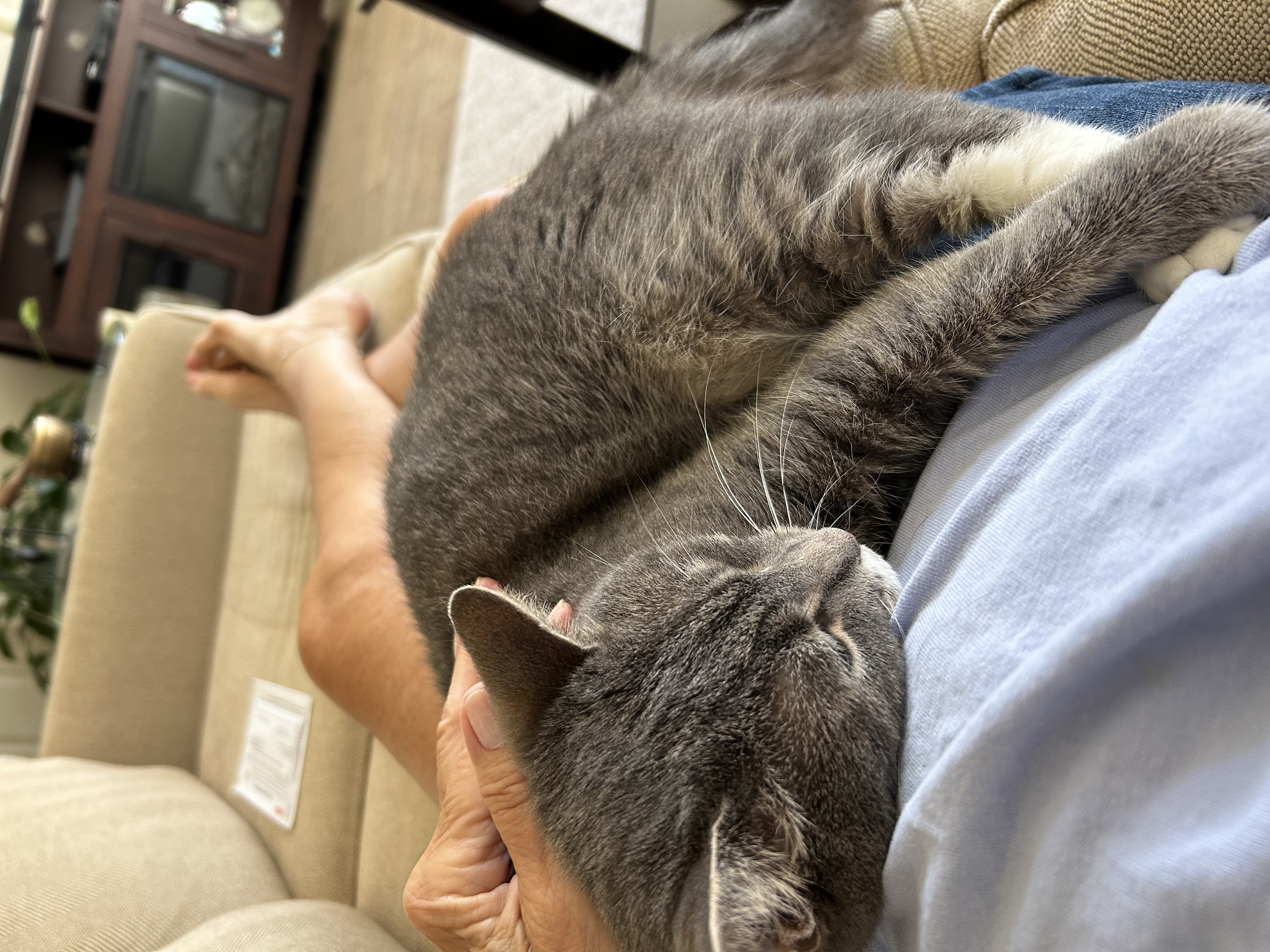 Sissy, a Adoptable Domestic Short Hair in Philadelphia, PA image 3/4