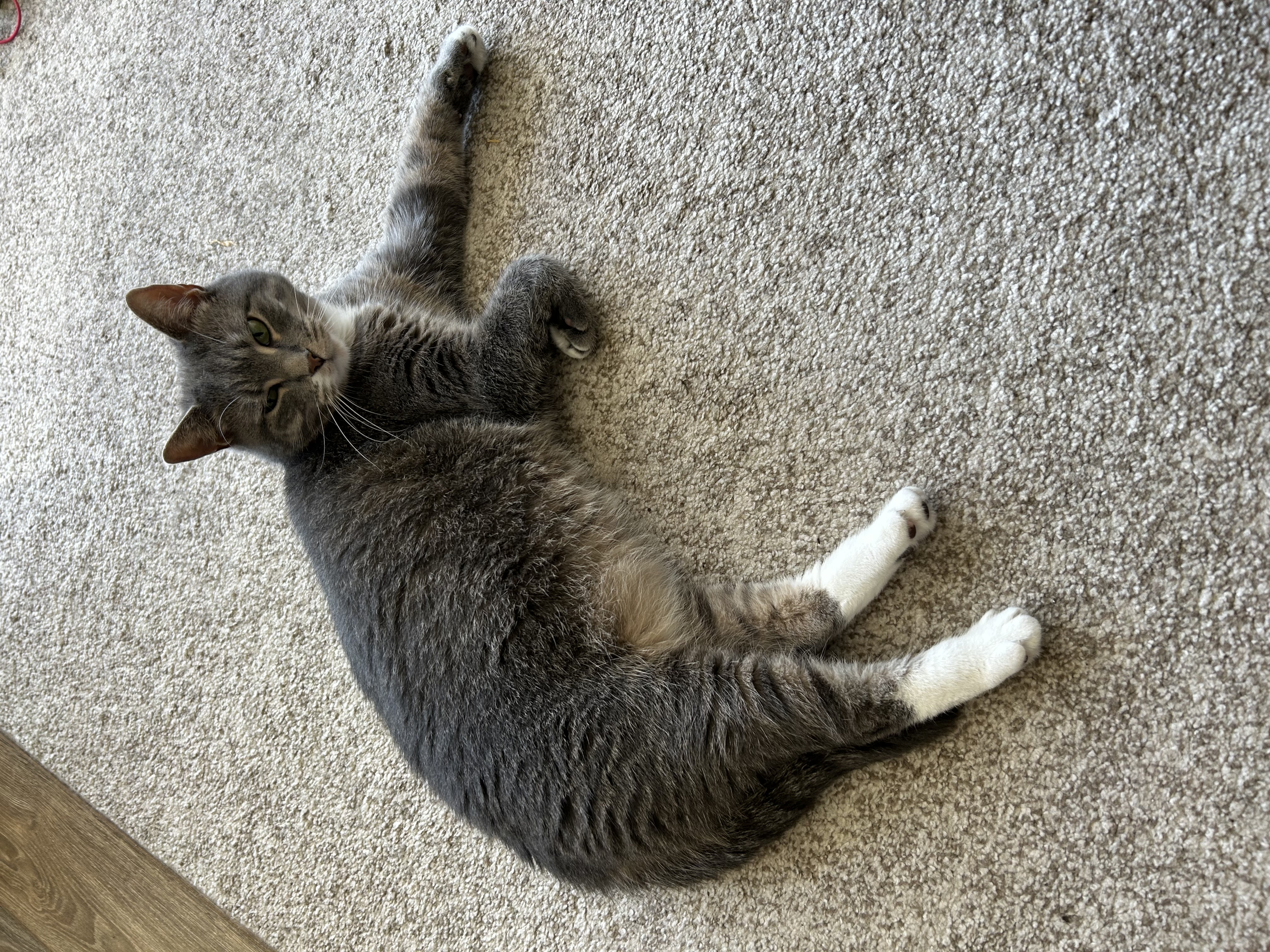 Sissy, a Adoptable Domestic Short Hair in Philadelphia, PA image 4/4