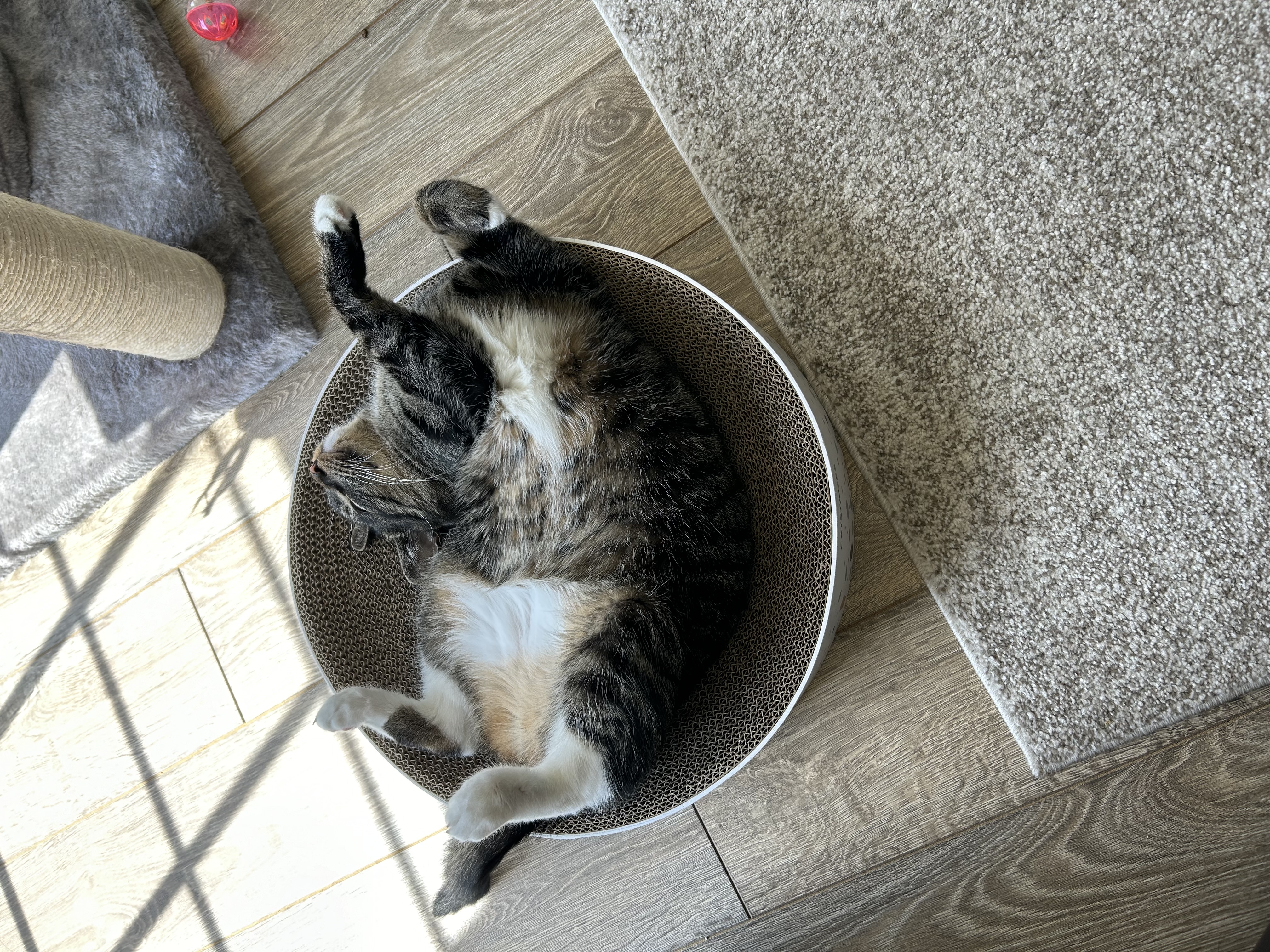 Sissy, a Adoptable Domestic Short Hair in Philadelphia, PA image 1/4