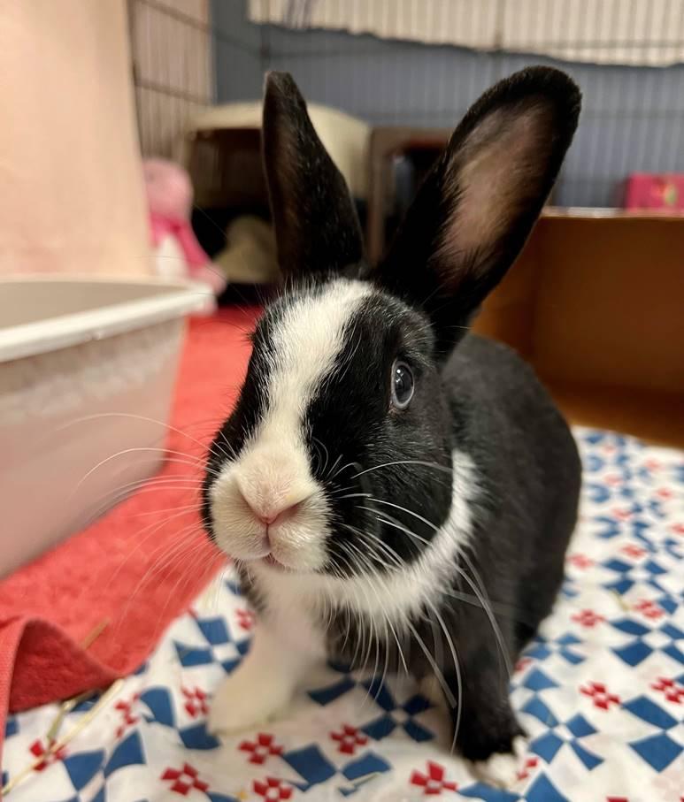 Nettle, Adoptable, Young Female Dutch.